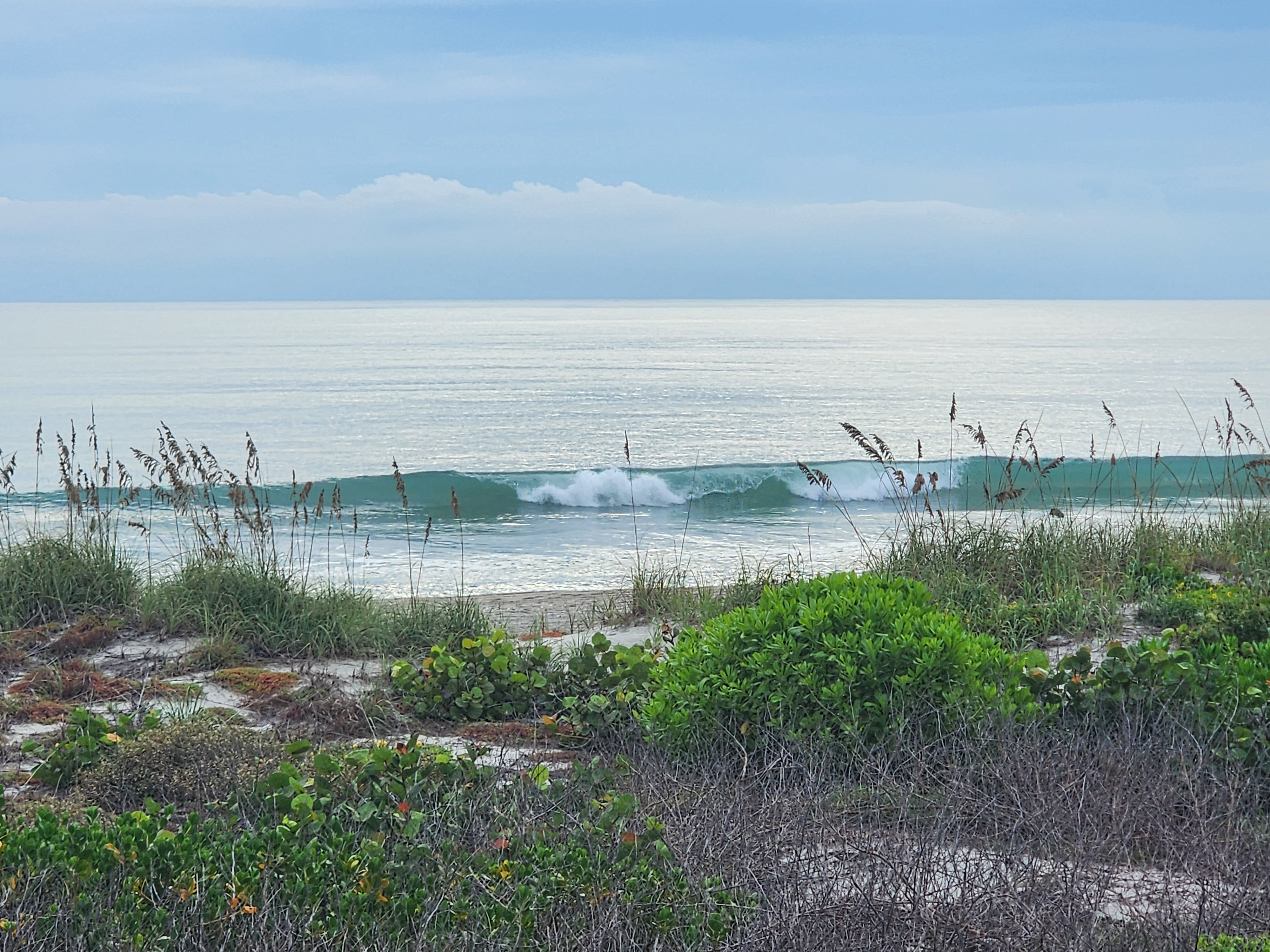 A clean teal wave breaking in two sections behind a line of sea oats, sea grapes and bay cedar filling the Cocoa Beach dune in the foreground and a low cloud bank on the horizon.