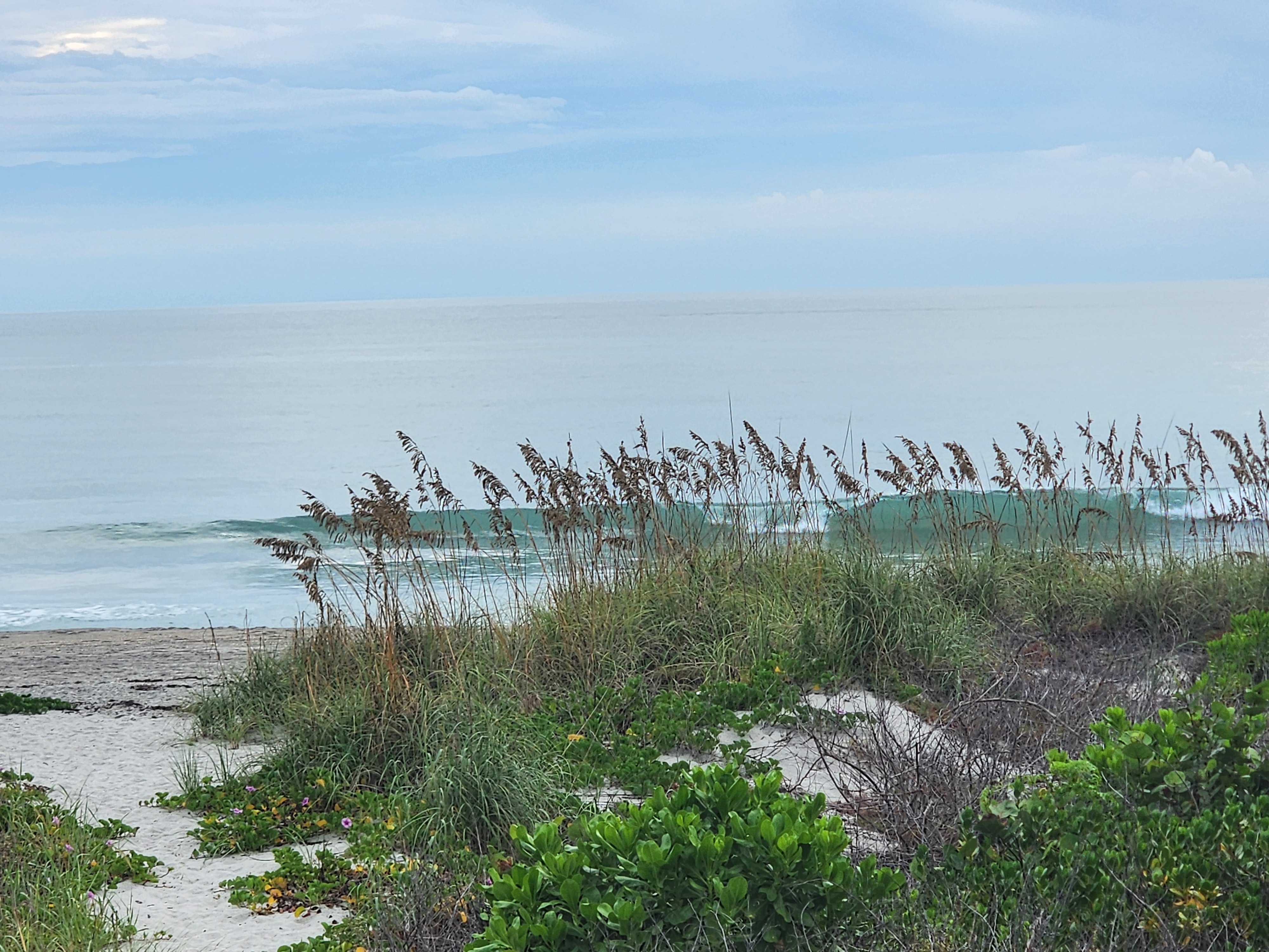 Tall sea oats in front of a glassy green line feathering along the bar, a sandy beach access path and pink beach morning glory in the lower left.