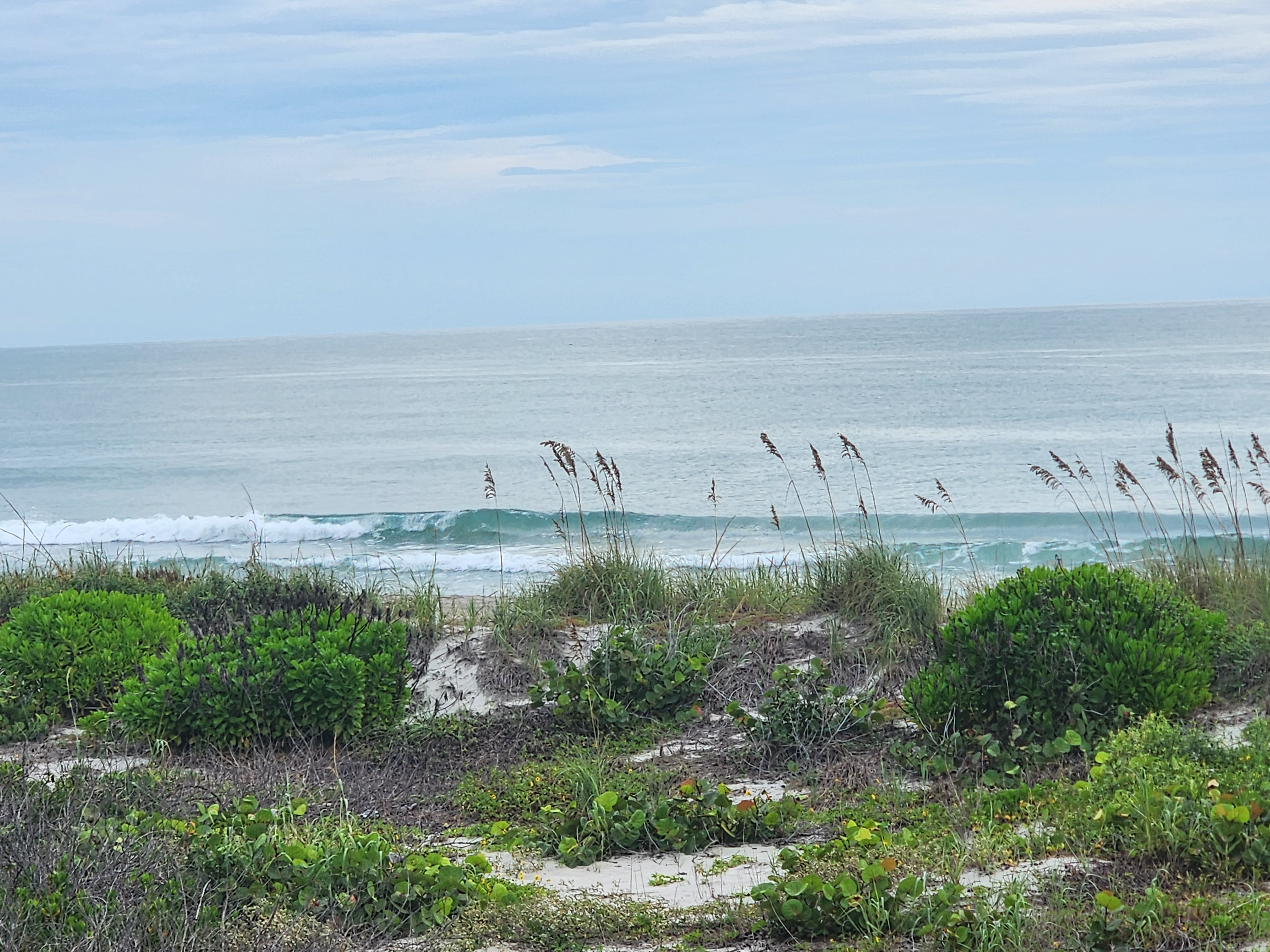 Small longboard lines breaking across the inside beyond the dune, rounded bay cedar and sea grapes in the foreground under a hazy overcast sky.