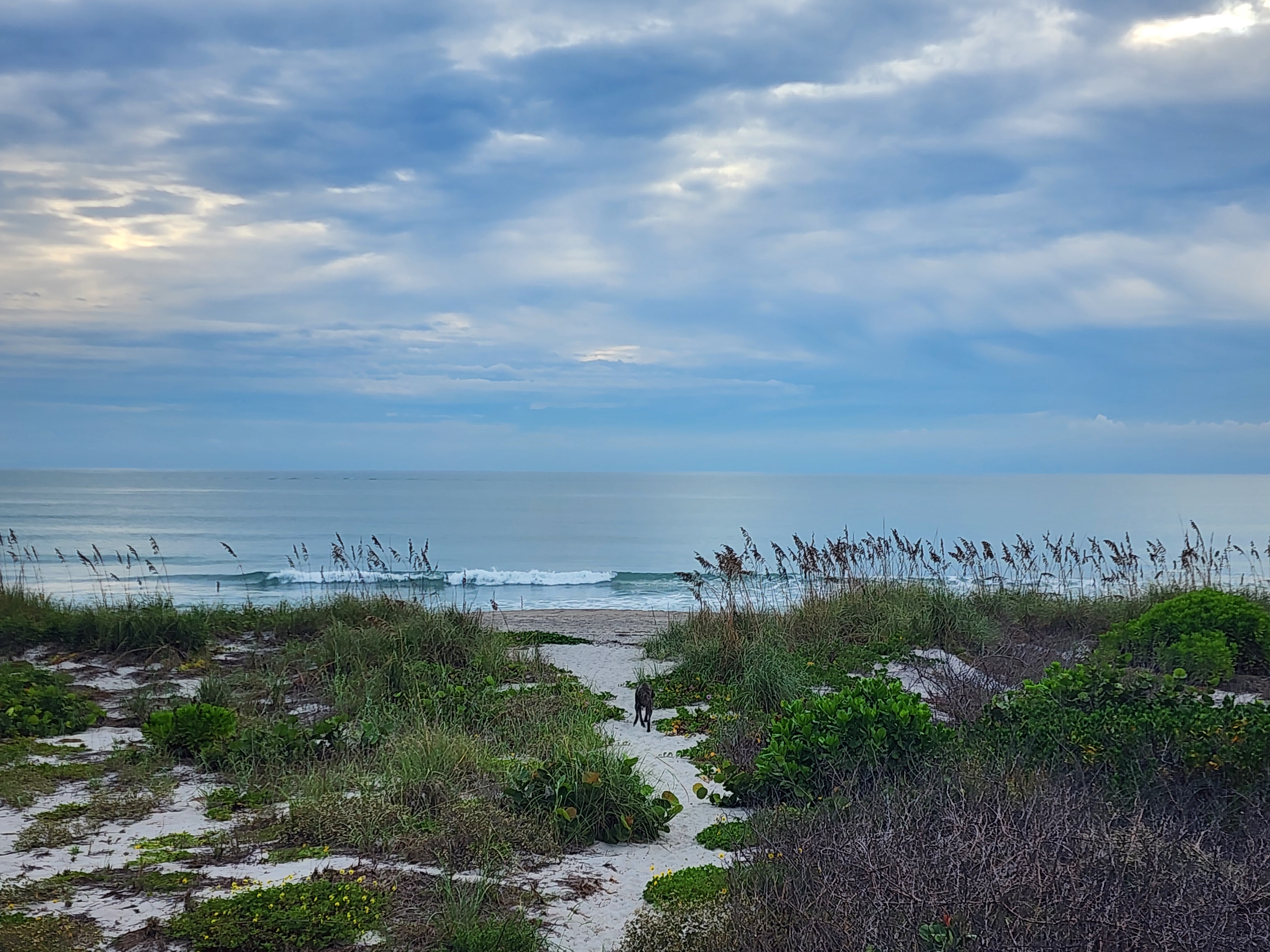 Athena trotting down the white sand dune path toward the water as small waves break on the bar, sea oats lining the dune and light breaking through heavy clouds overhead.