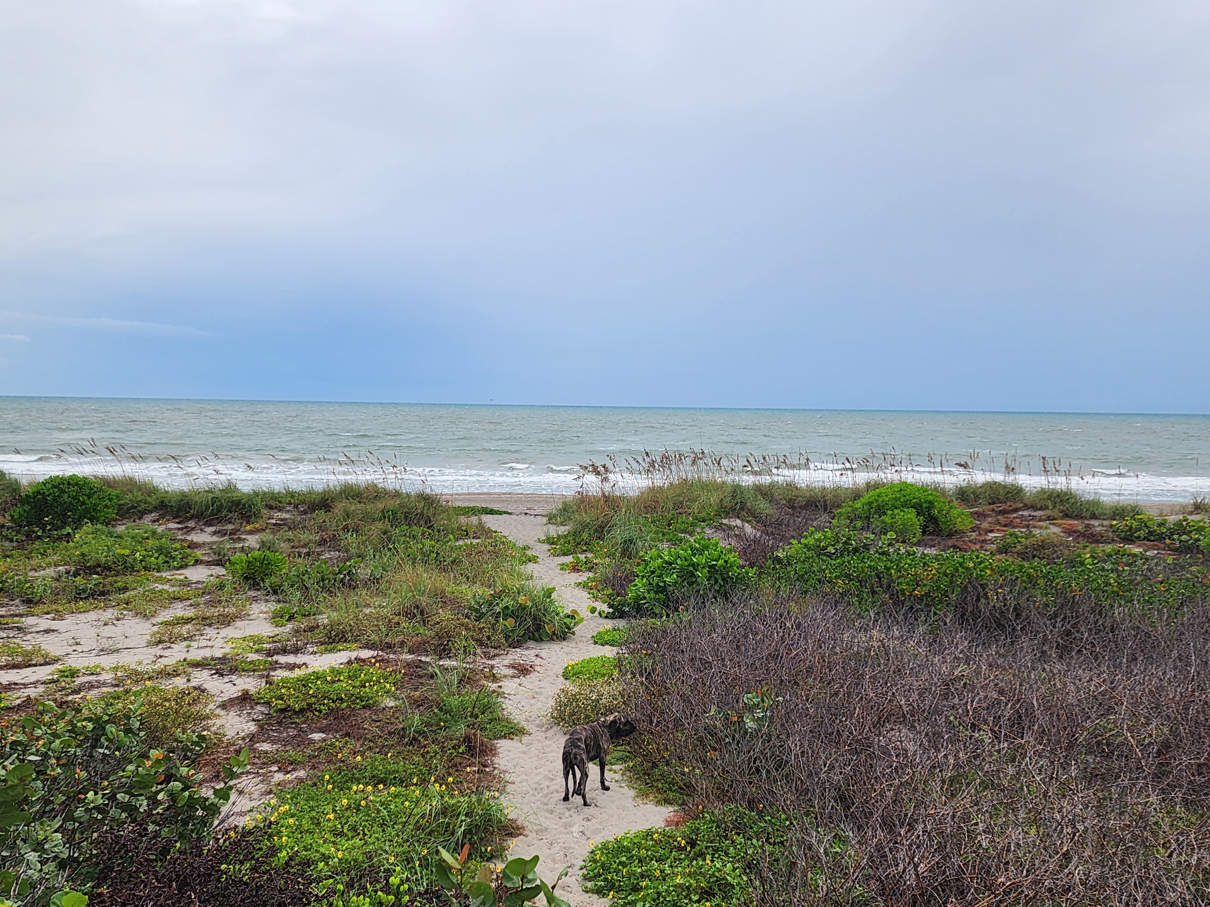 Brindle dog sniffing the brush on the sandy dune path, gray ocean and overcast sky ahead