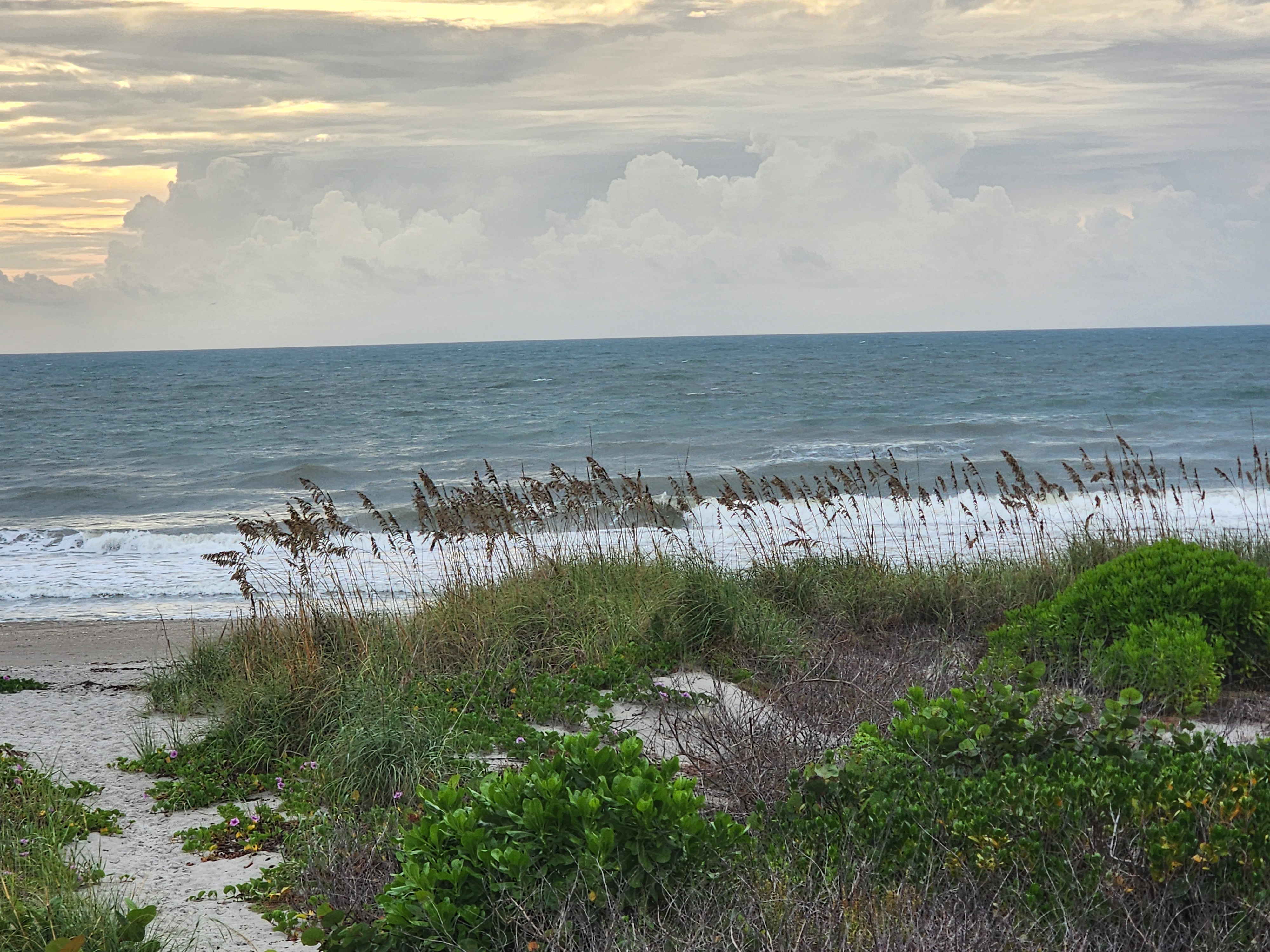 Sea oats and dune vegetation with purple railroad vine flowers in the foreground, a wide band of whitewater and choppy gray-blue ocean beyond, under towering cumulus clouds and a pale yellow sky