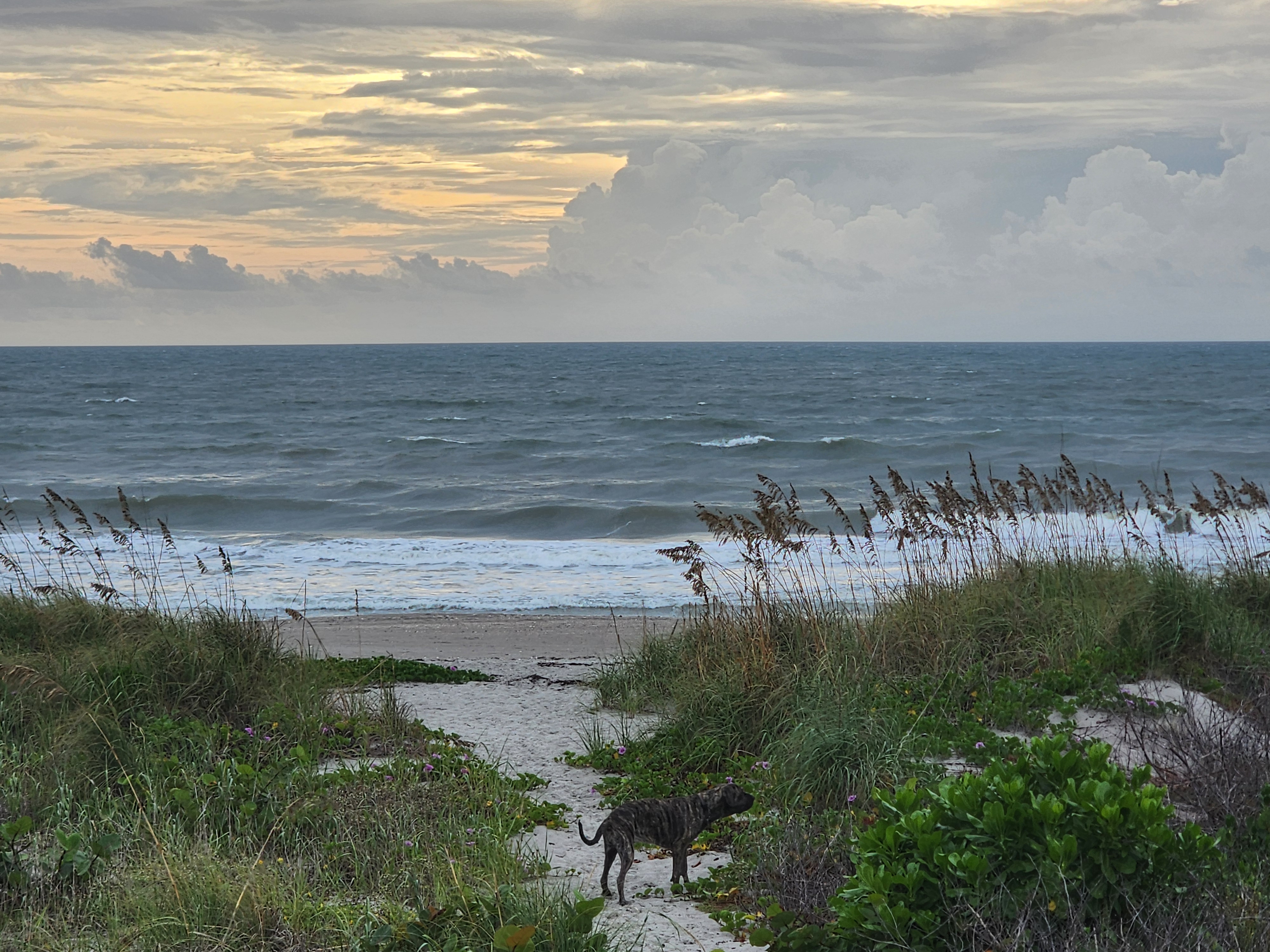Athena, a brindle dog, standing on the sandy dune path among sea grape and railroad vine, looking toward a choppy ocean and a dramatic sky of gold light and stacked cumulus clouds
