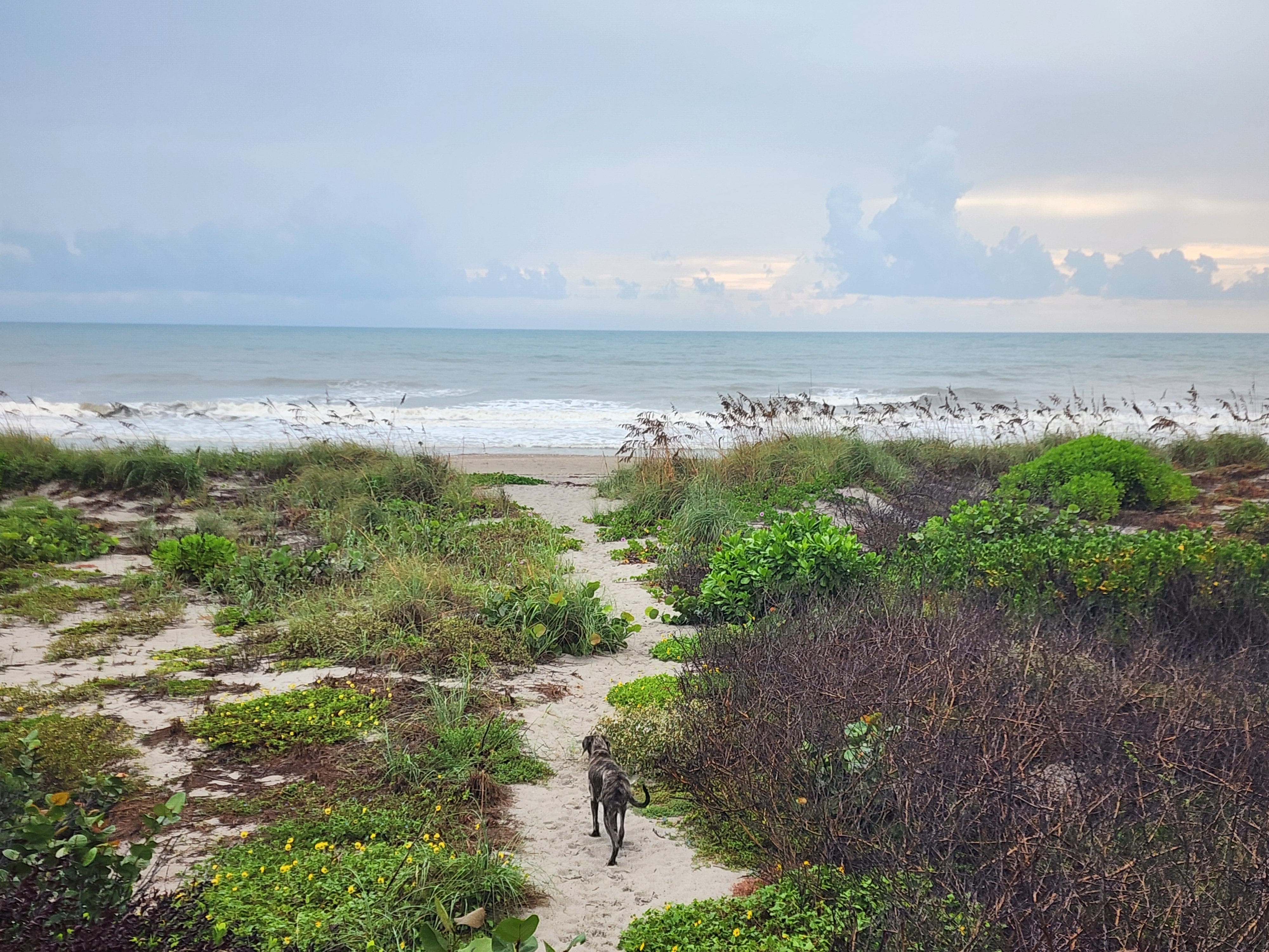 Athena trotting down the sandy dune path toward the ocean between sea grapes and yellow beach flowers
