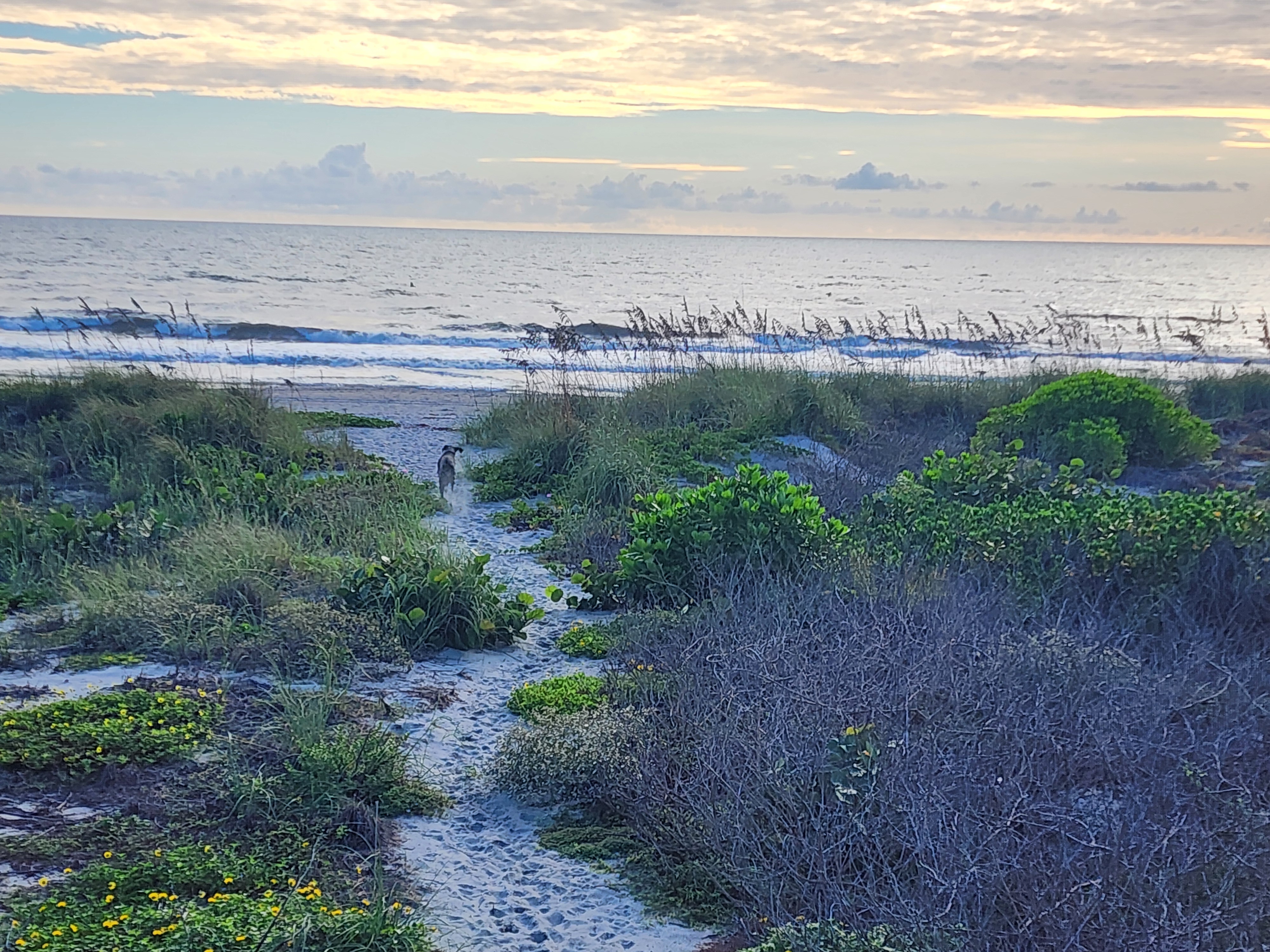 Athena trotting down the sandy dune path toward the surf, lined with sea grapes, sea oats, and yellow beach flowers under a soft sunrise sky