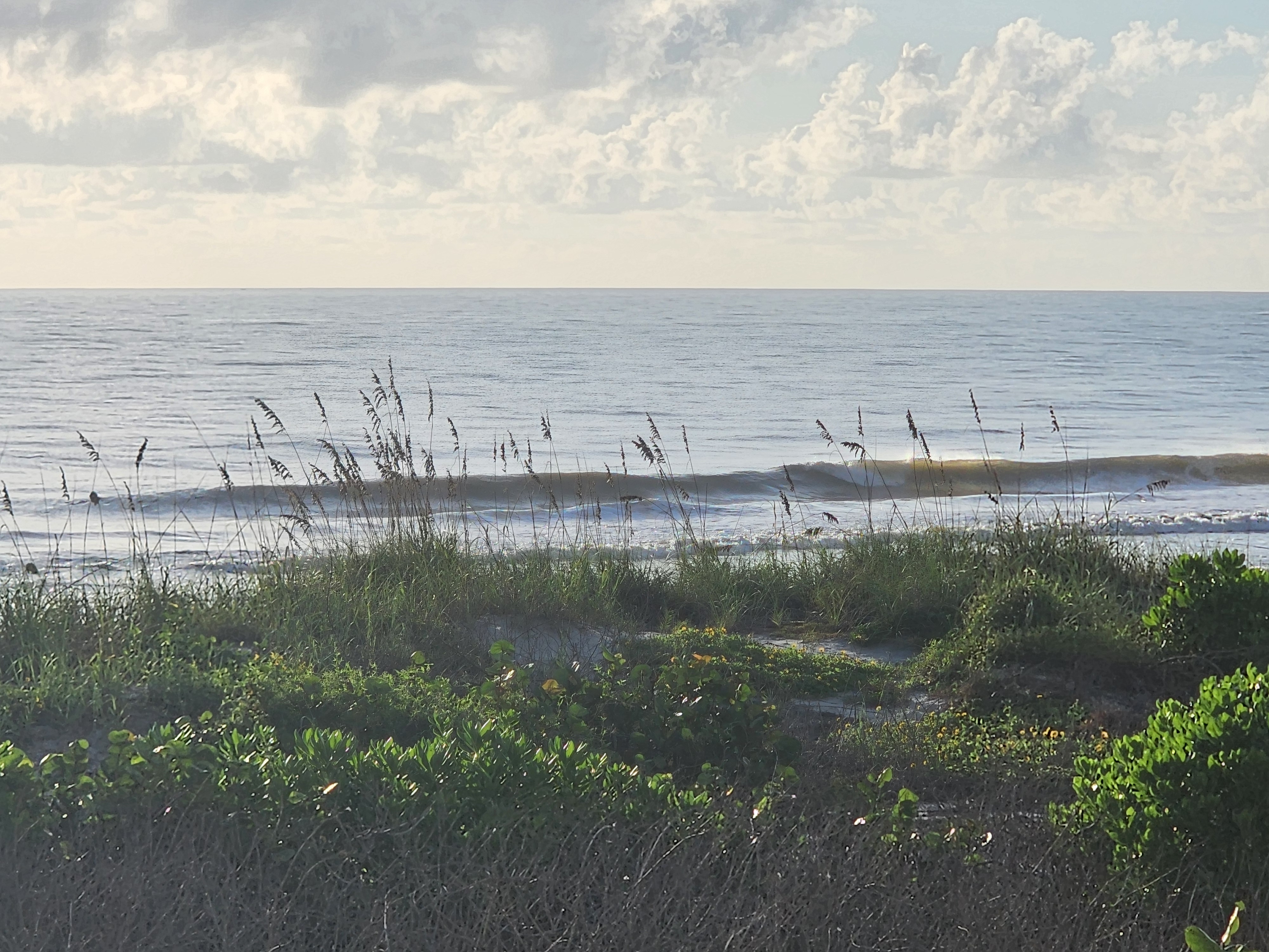 Clean 2 foot longboard wave feathering along the sandbar at Cocoa Beach, framed by sea oats and sunlit sea grapes under puffy white morning clouds