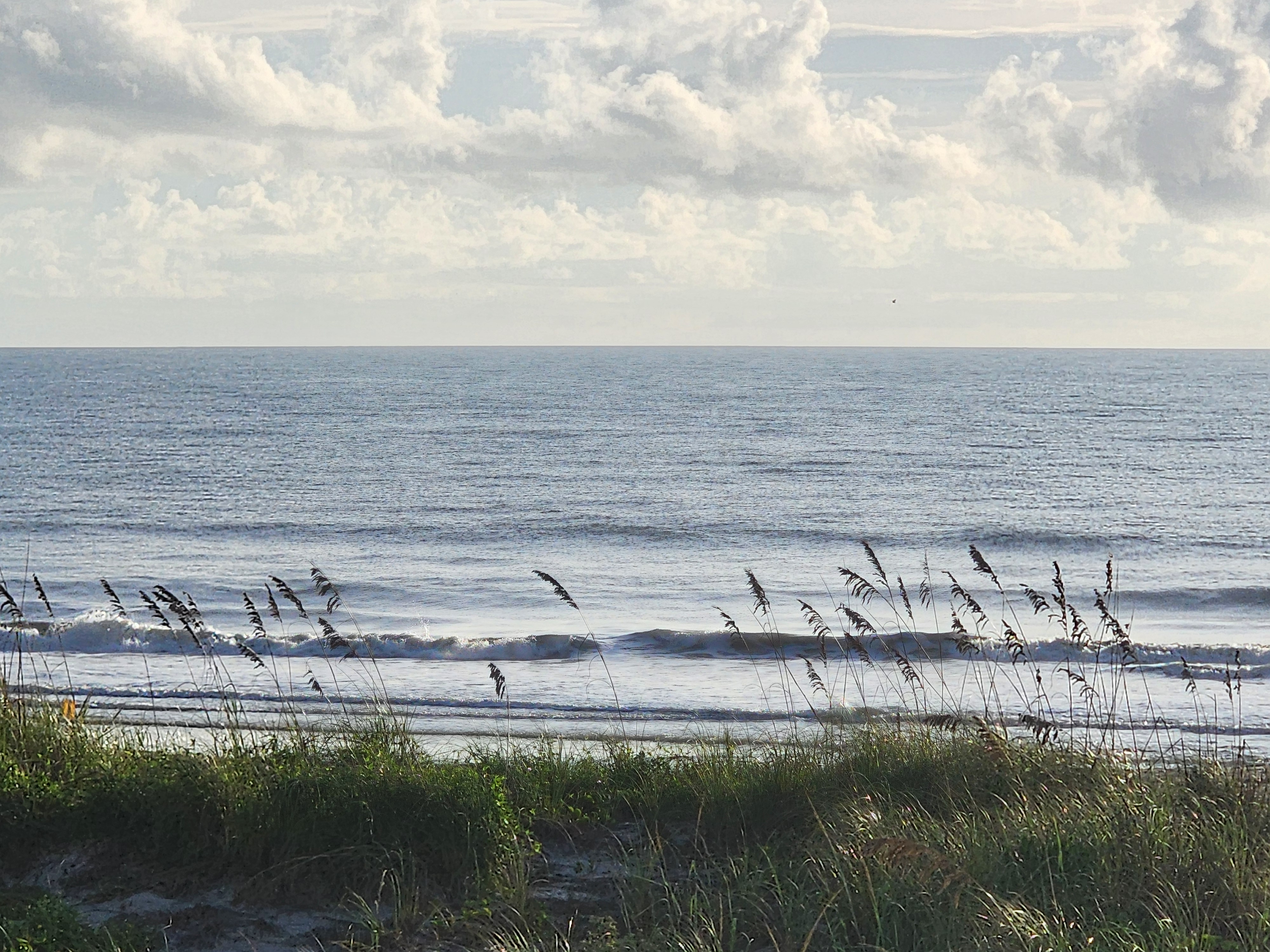 Silhouetted sea oats leaning over a small clean line breaking near shore, smooth offshore surface stretching to the horizon under a cloud-filled sky