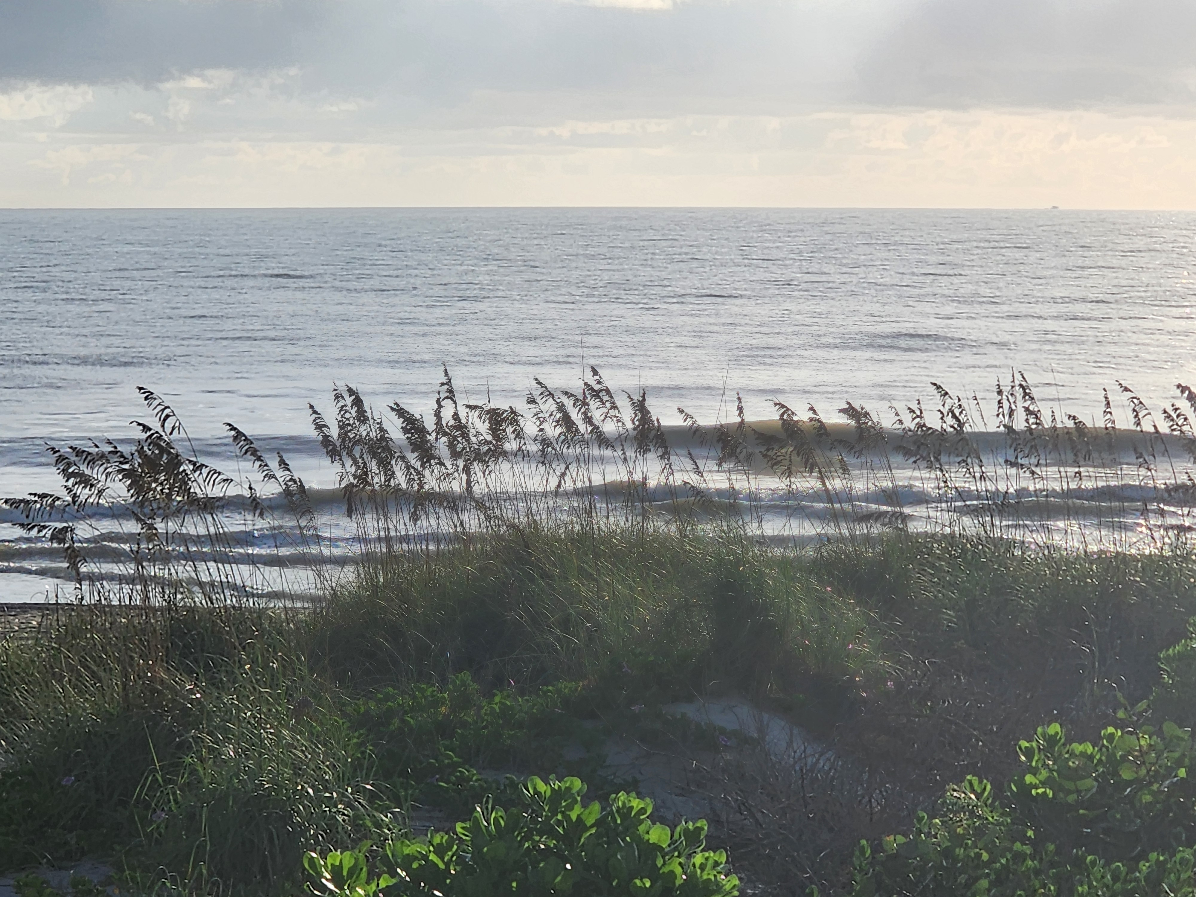 Backlit sea oats in front of soft, glassy lines rolling through on the long-period swell, morning light glinting off the water
