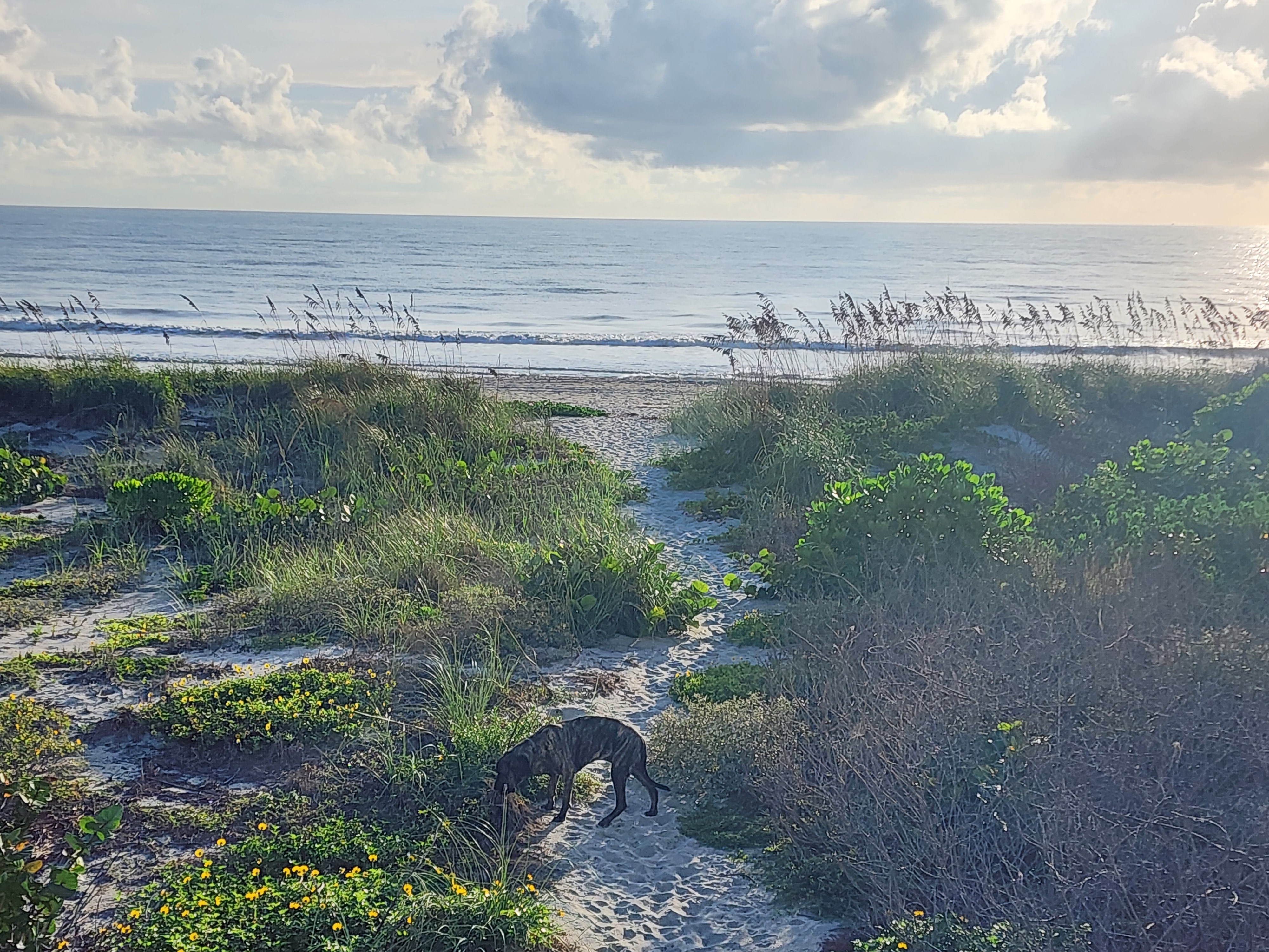 Athena sniffing along the sandy dune path through sea grapes, sea oats, and yellow beach flowers, with the calm Atlantic and billowing clouds beyond