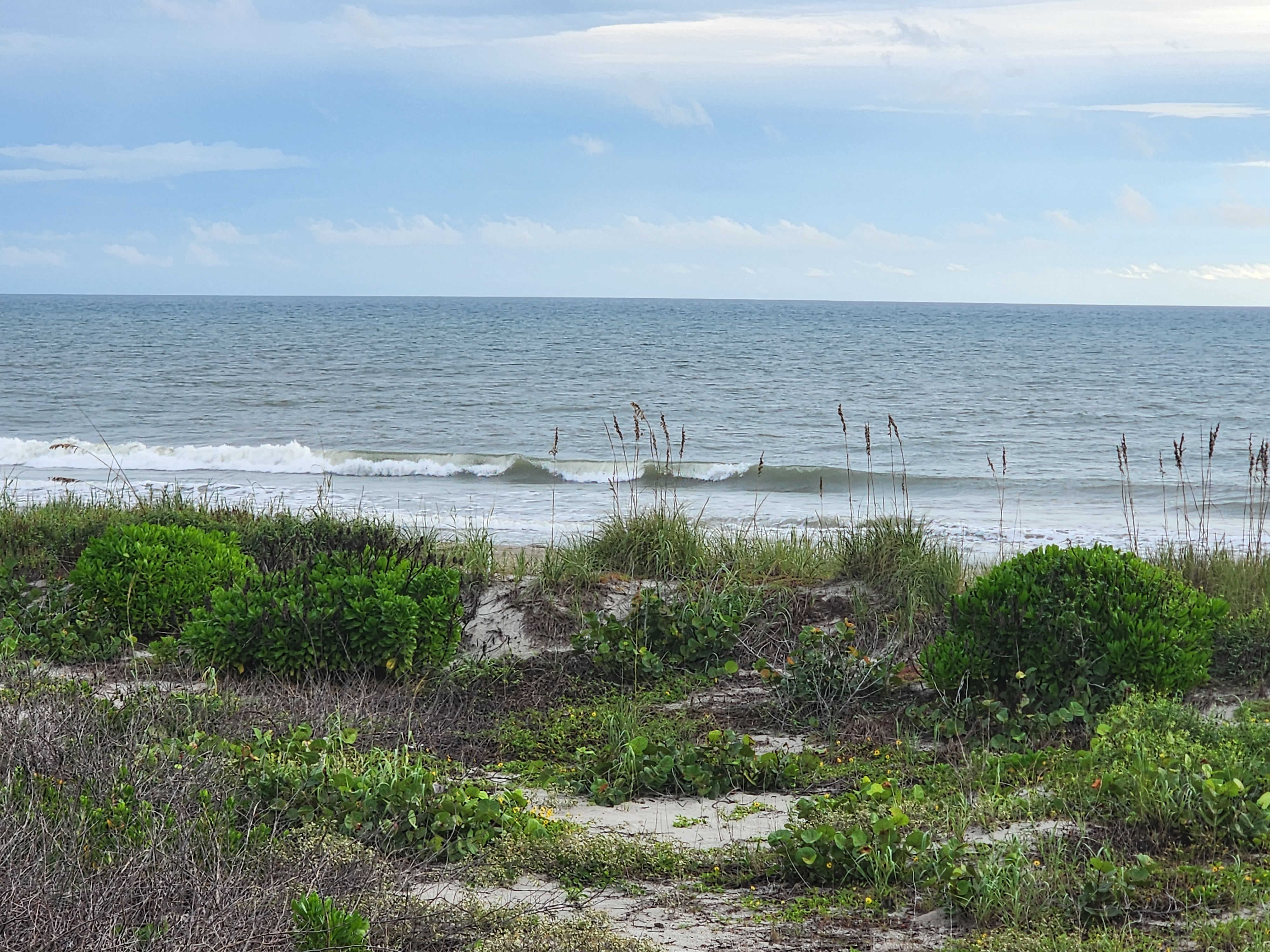 Athena, a brindle dog, sniffing along a sandy dune path through sea grapes and yellow beach daisies toward the Cocoa Beach shoreline under layered gray and gold morning clouds