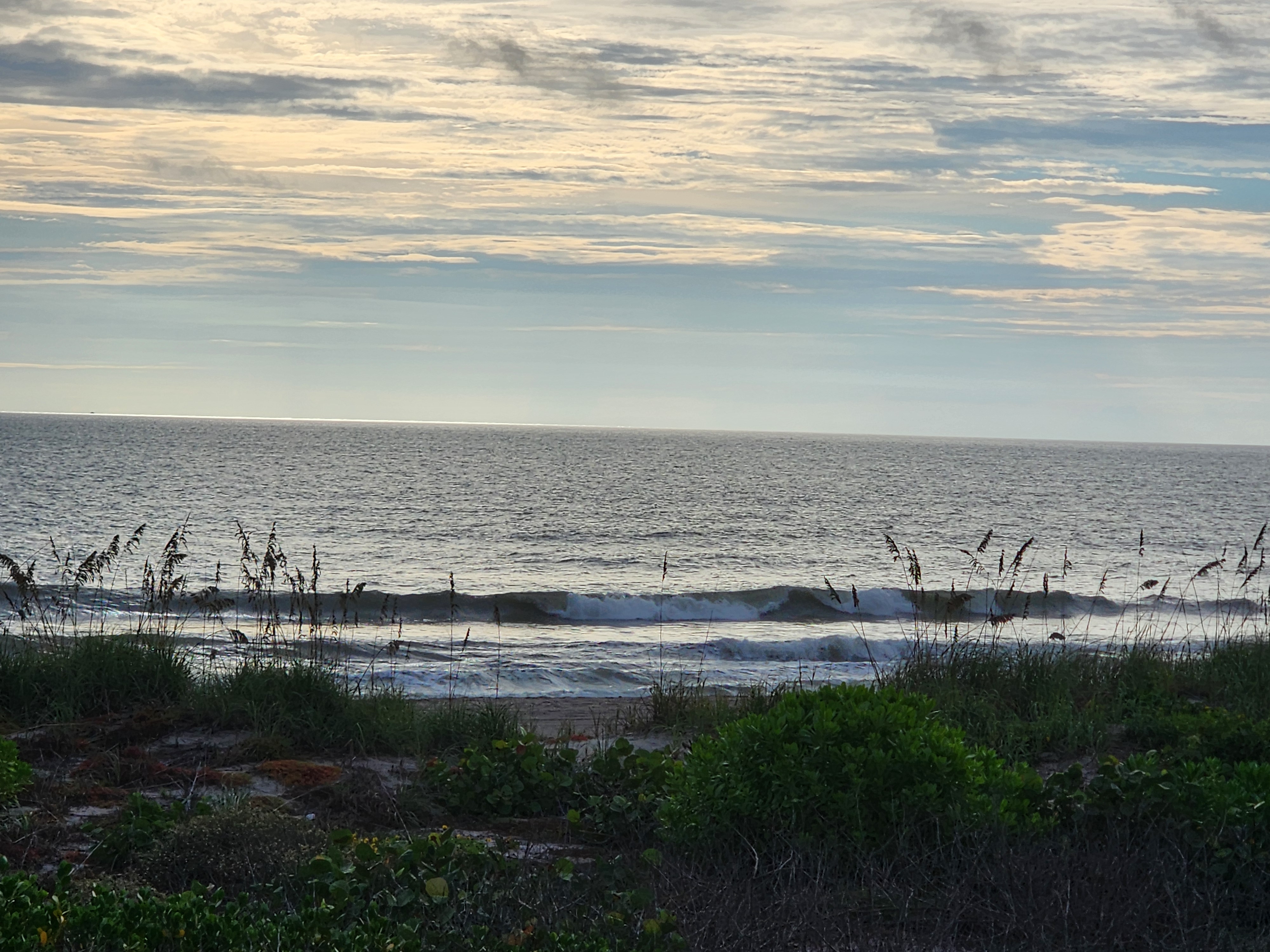 Silvery backlit Atlantic at low tide with a long longboard wave peeling behind silhouetted sea oats, Cocoa Beach morning