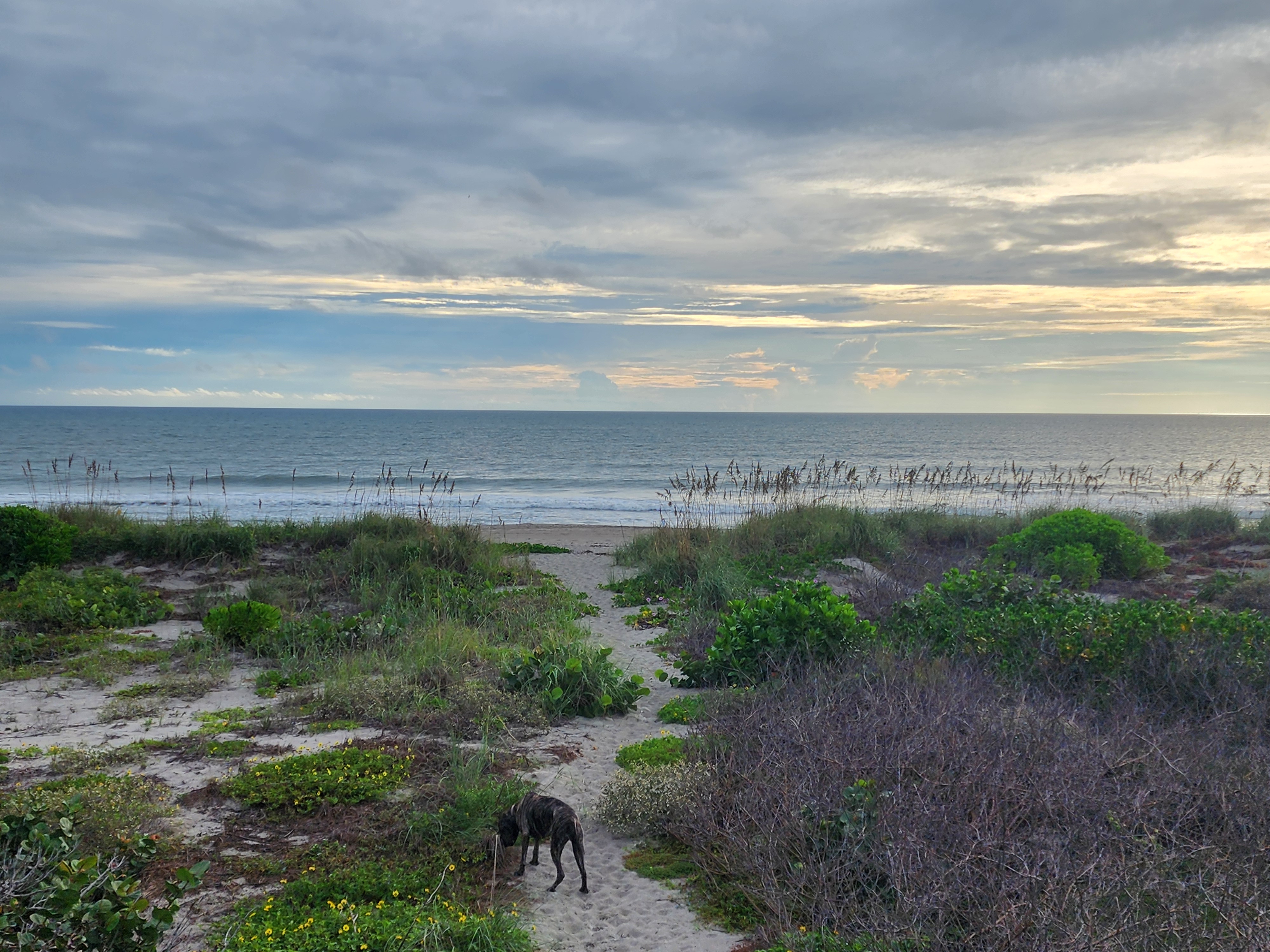 A 1-2 ft wave feathering and breaking in a long line at low tide, framed by bay cedar and sea grapes on the Cocoa Beach dunes