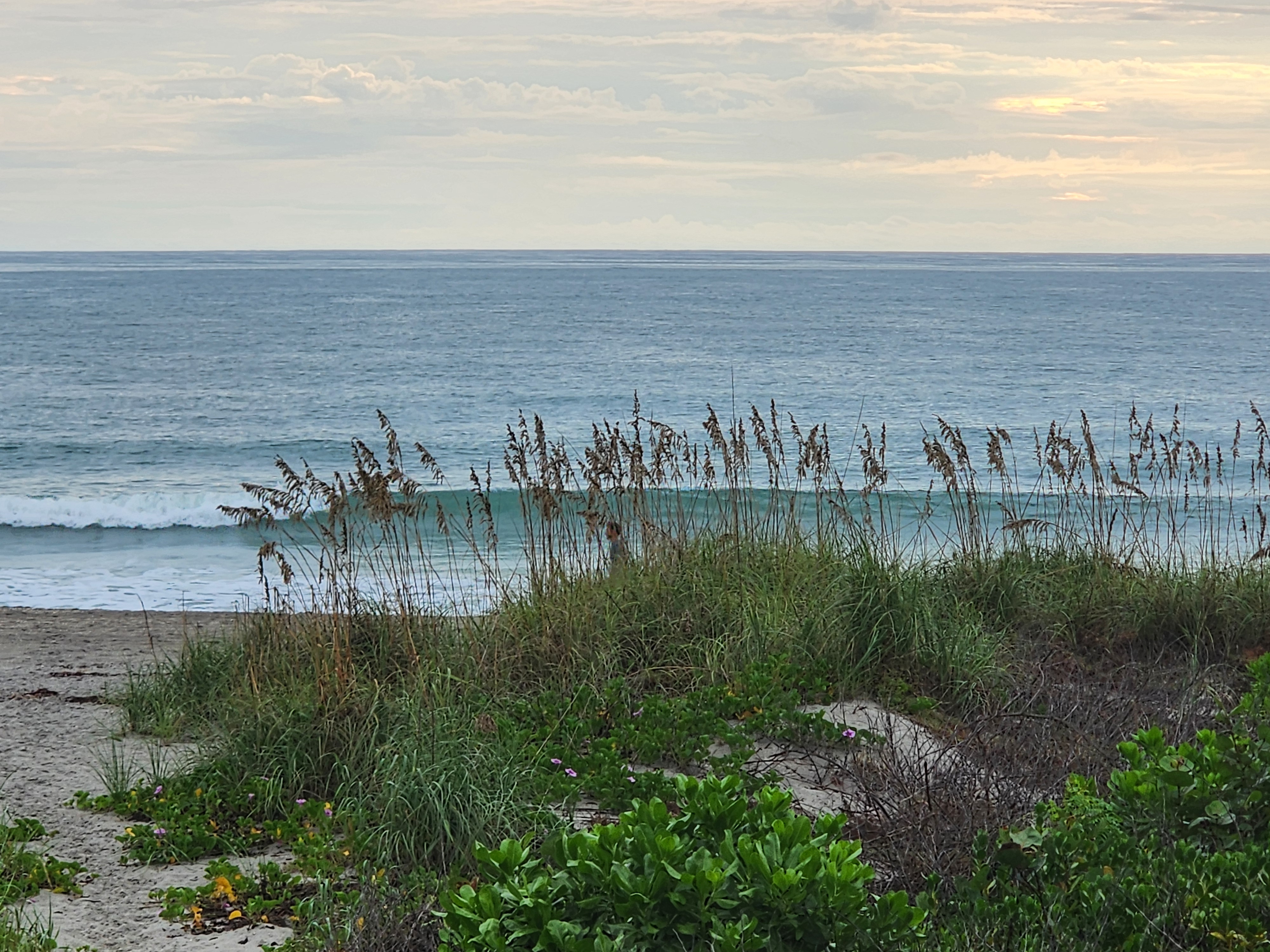 Sea oats framing a clean wave peeling across the inside under a soft pastel sky