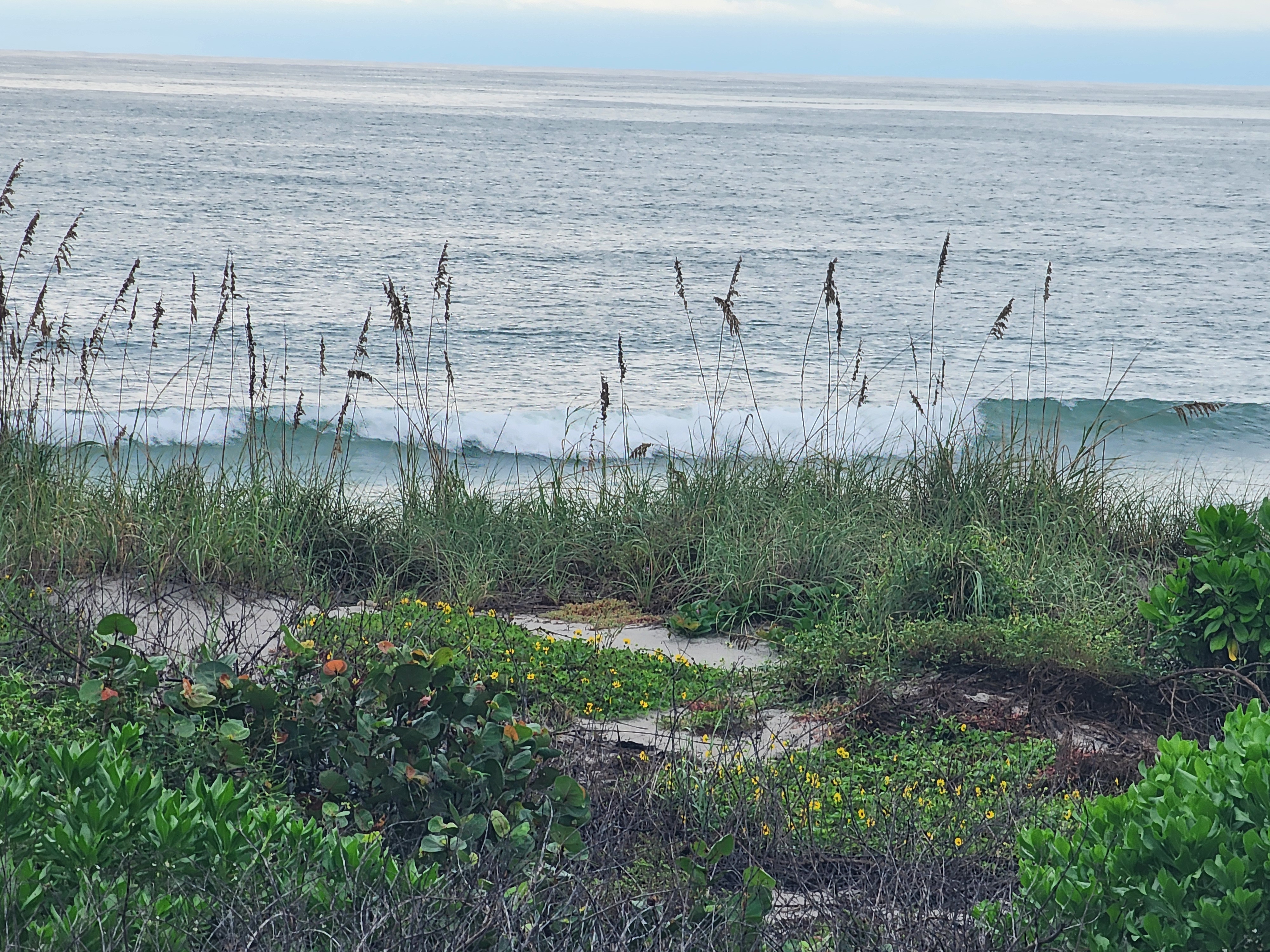 Long, clean line breaking behind tall sea oats with yellow beach sunflowers and sea grape in the foreground