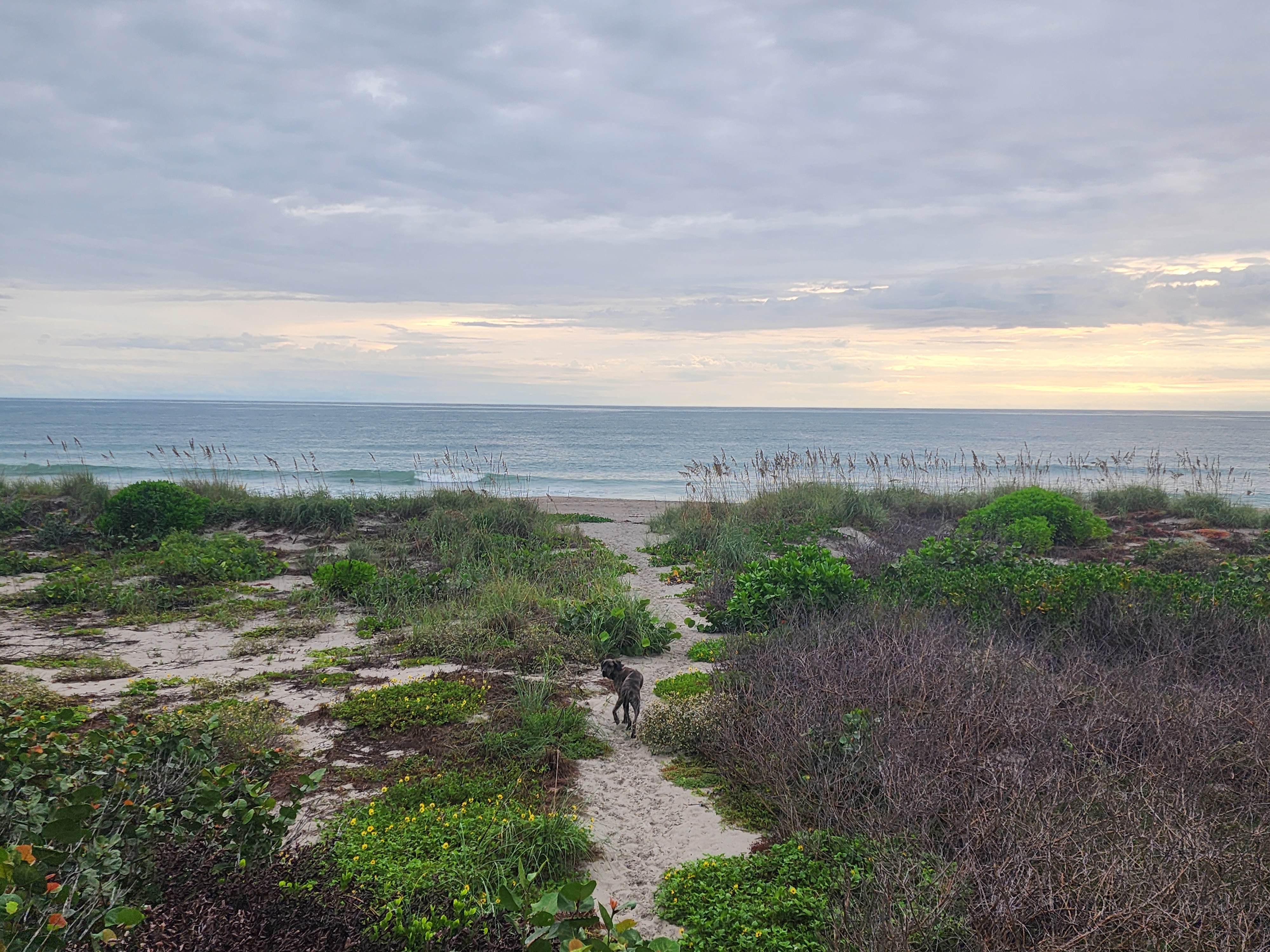 Brindle dog trotting down the sandy dune path toward the ocean under an overcast sky glowing at the horizon
