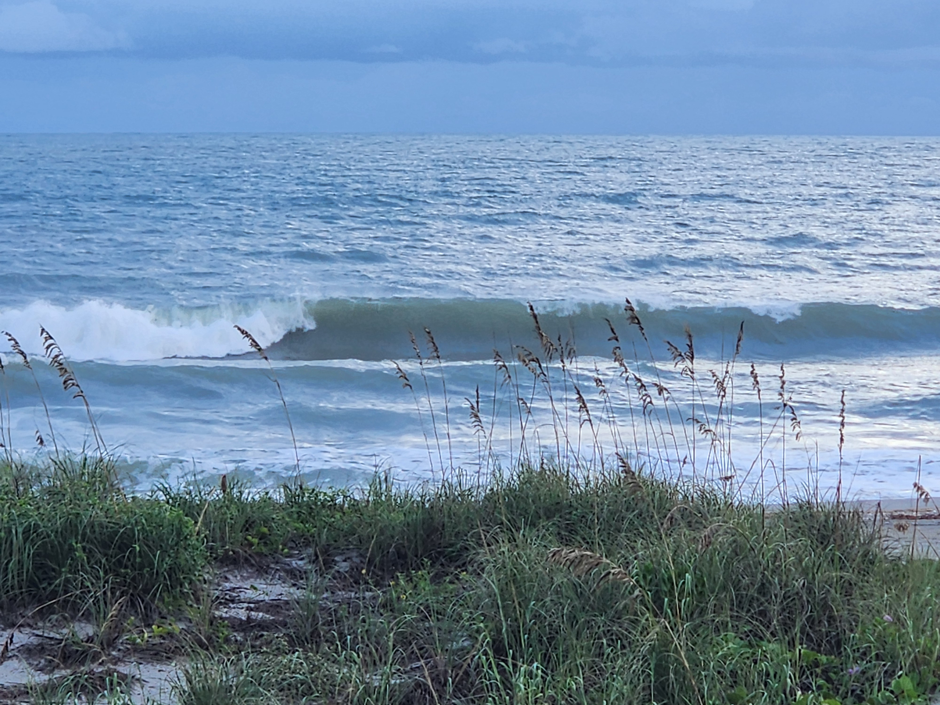 A glassy green wall peeling right as the lip throws white spray on the left shoulder, seen through a fringe of swaying sea oats under overcast morning light