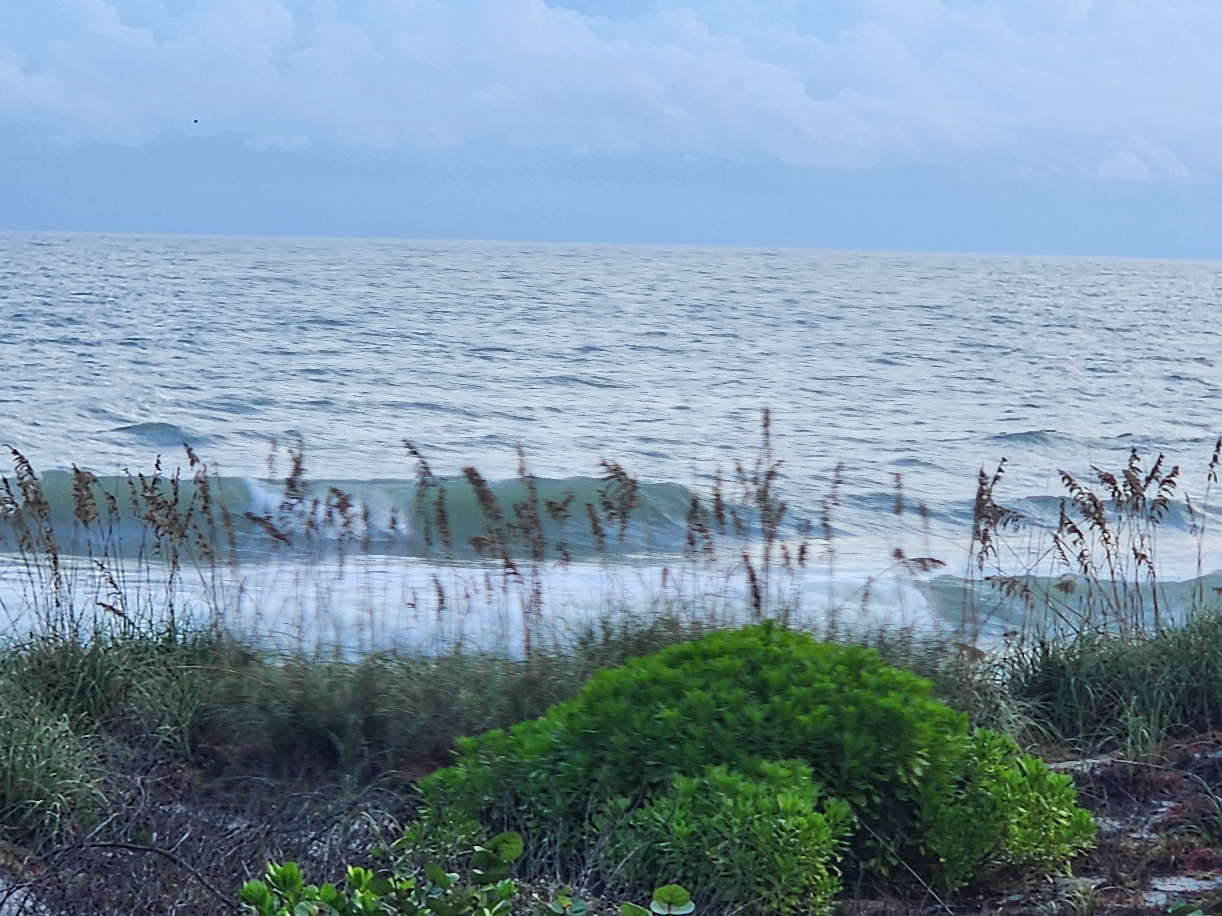 A soft-focus wave lining up behind wind-blurred sea oat stalks, with a bright green bay cedar shrub in the foreground and a pale, silvery ocean beyond