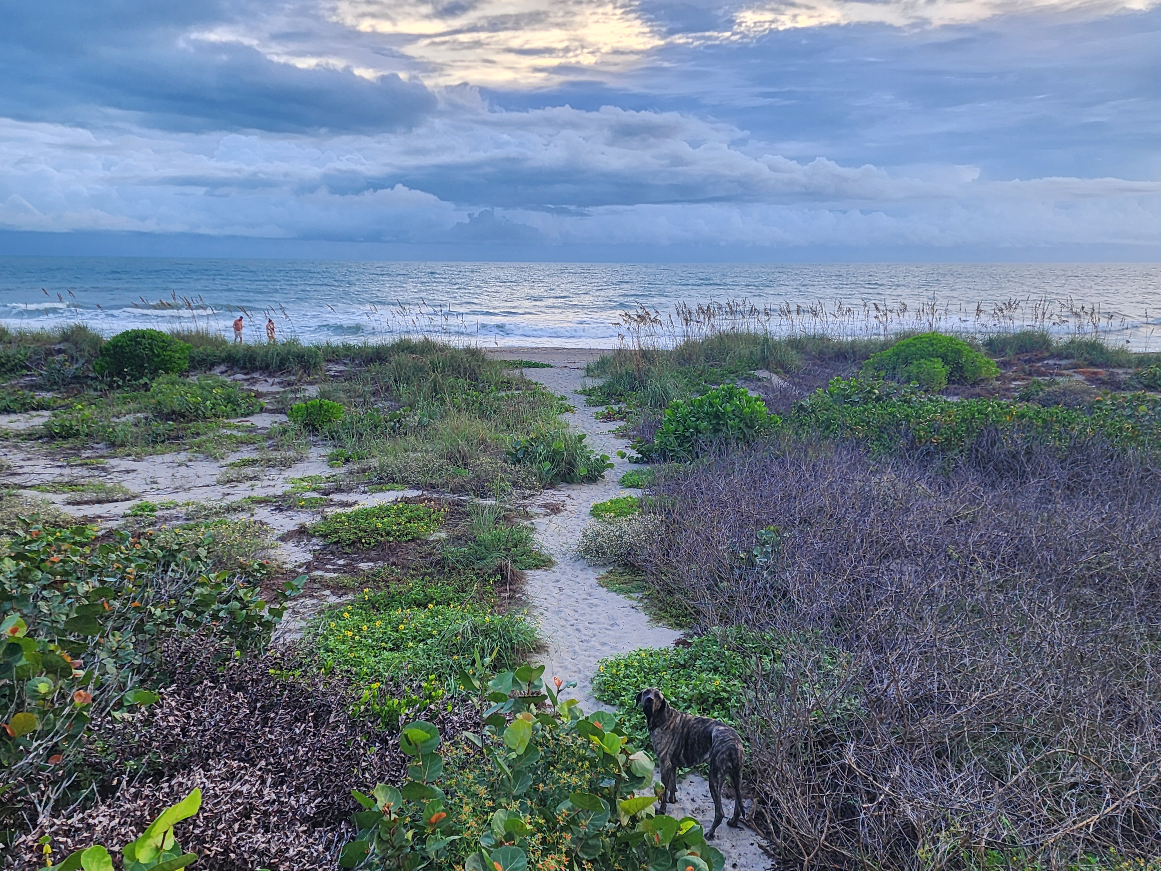 Athena, a brindle dog, pauses on a sandy dune path winding through sea grapes, railroad vine and yellow beach sunflowers toward the surf, as two beachgoers walk the shoreline beneath dramatic sunlit clouds