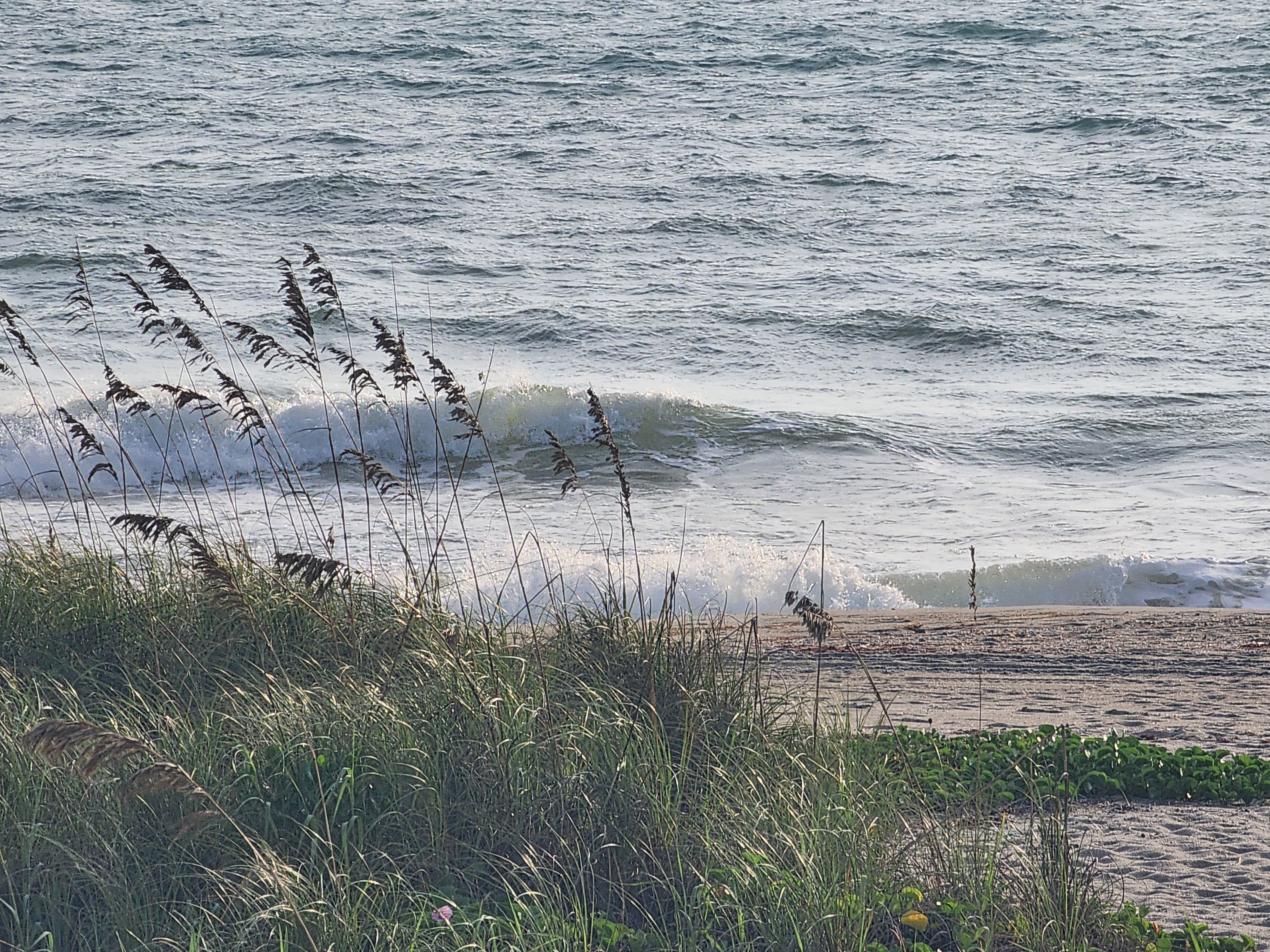 Sea oats silhouetted against a choppy wave breaking into whitewater at high tide, with dune grass and beach morning glory spilling onto the sand at Cocoa Beach