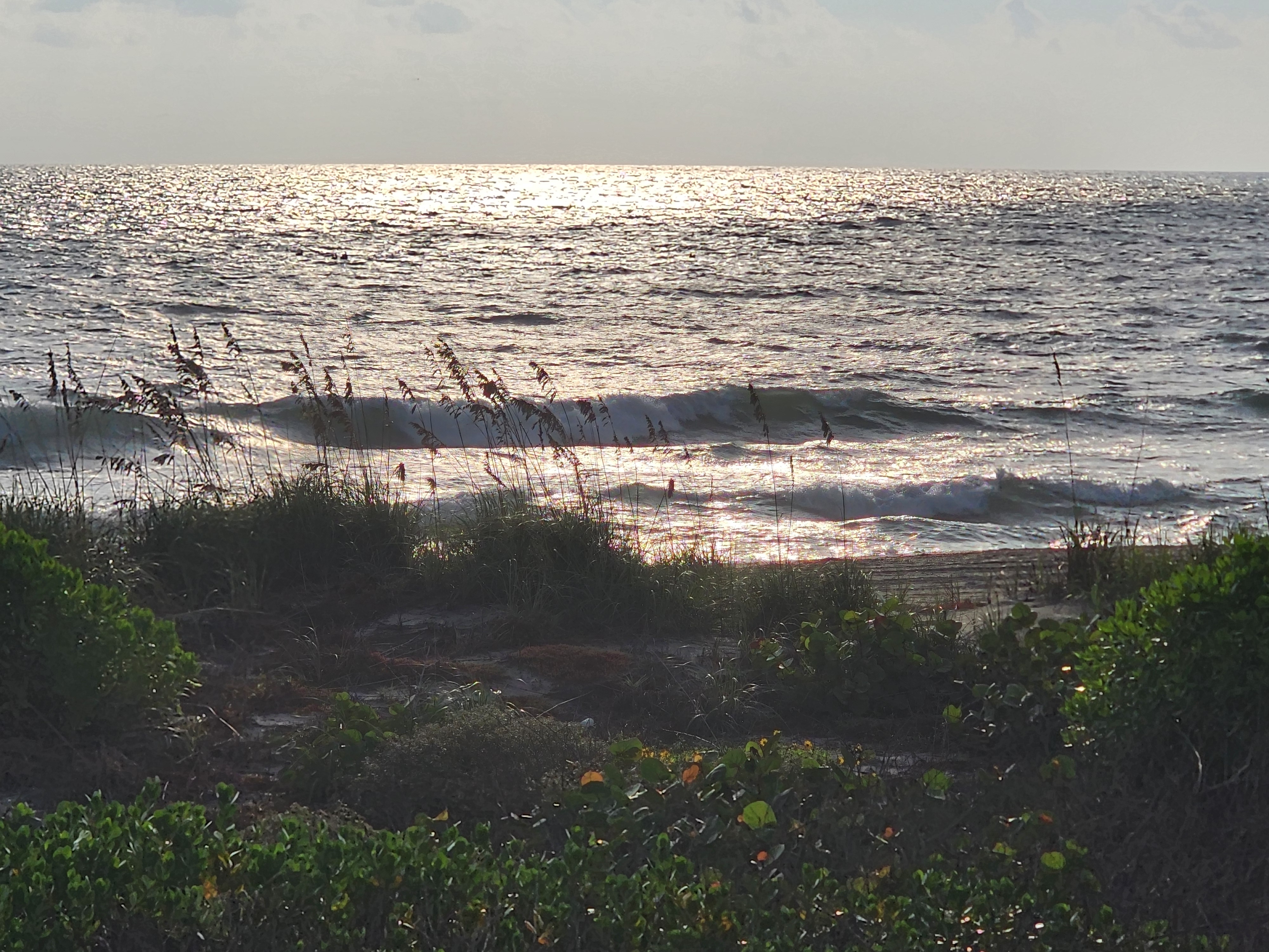 Morning sun glinting silver across a wind-chopped ocean as a peeling wave breaks behind backlit sea oats, with sea grapes and dune flowers in the shadowed foreground