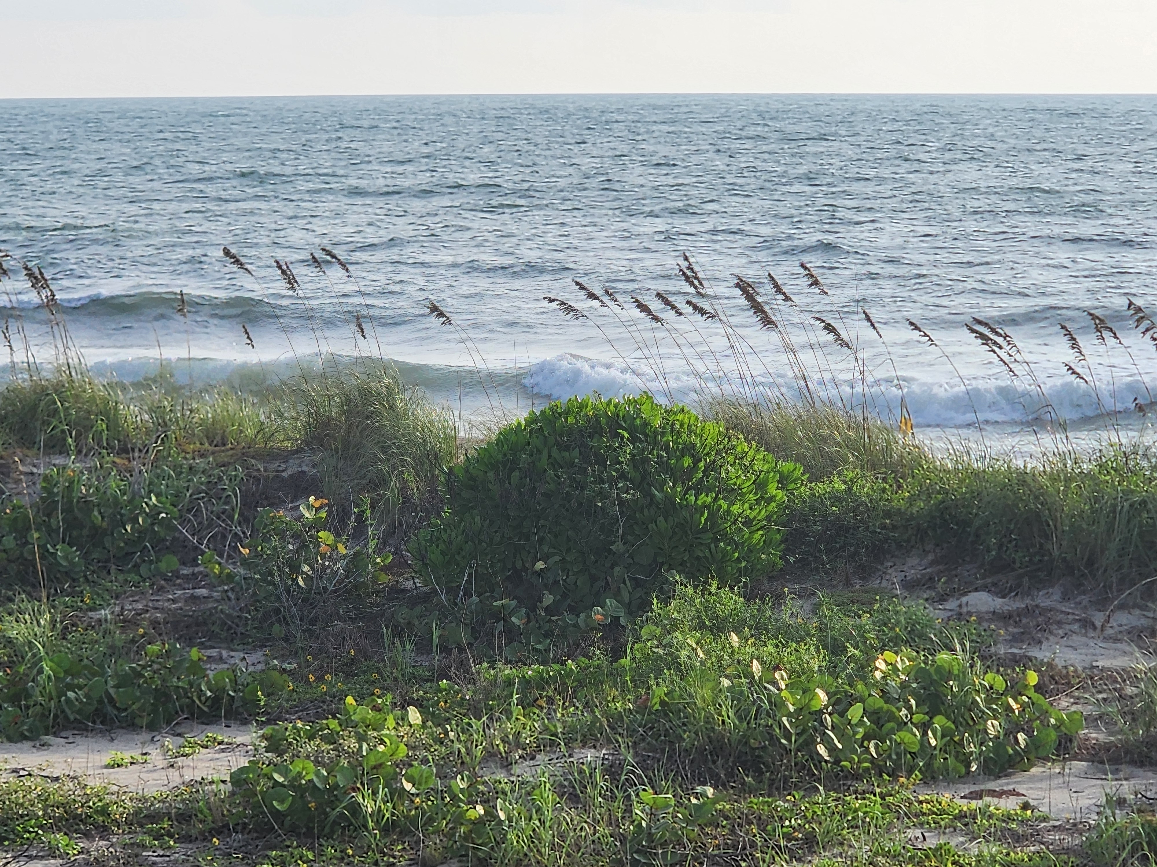 A rounded clump of bay cedar and sea grapes in the dune foreground, sea oats bending in the SE wind, and lines of choppy 2-3 foot surf breaking under a hazy sky