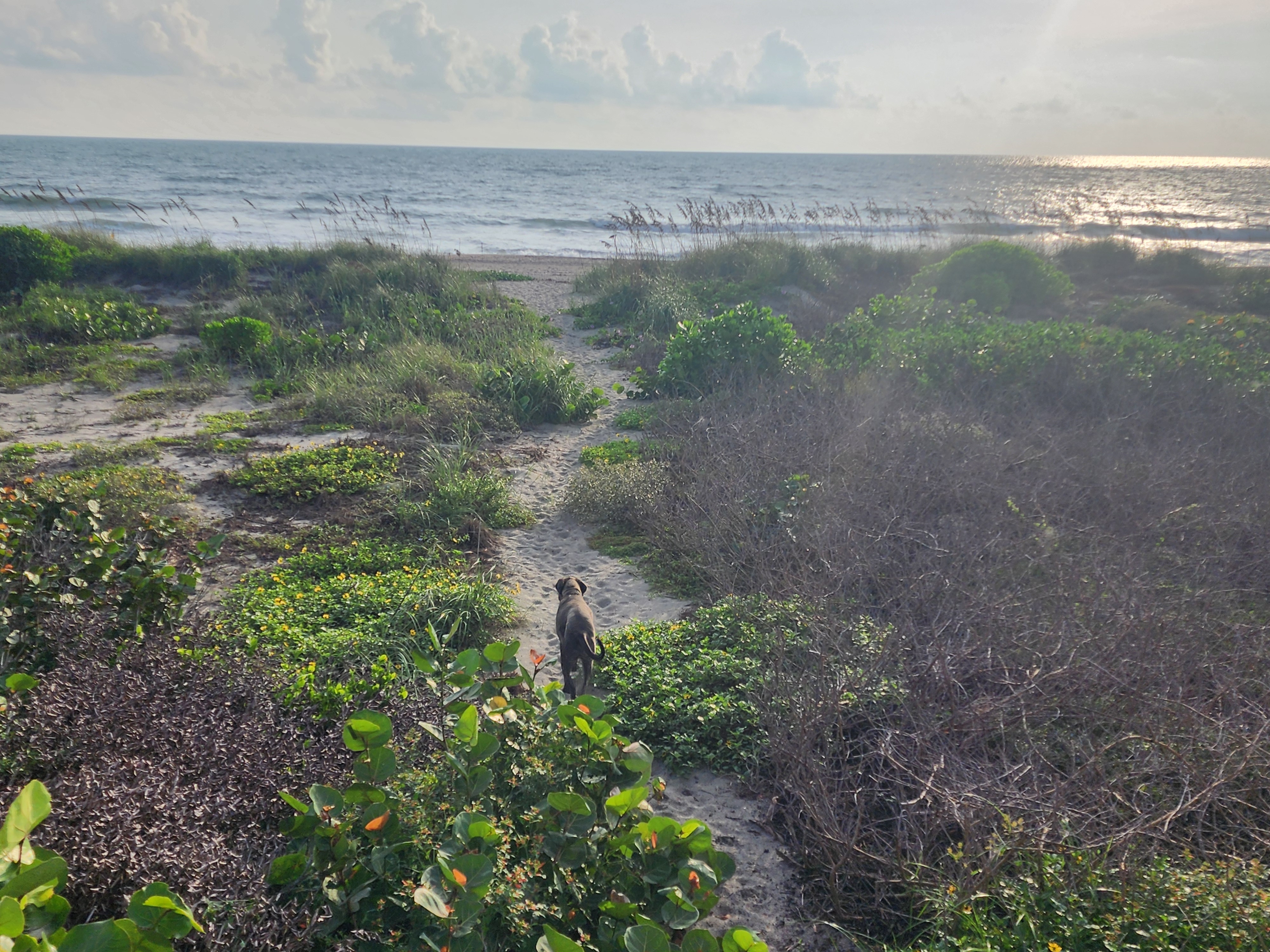 Athena trotting down a sandy dune path through sea grapes, yellow dune sunflowers, and dune grass toward the beach, with choppy surf and puffy clouds on the horizon