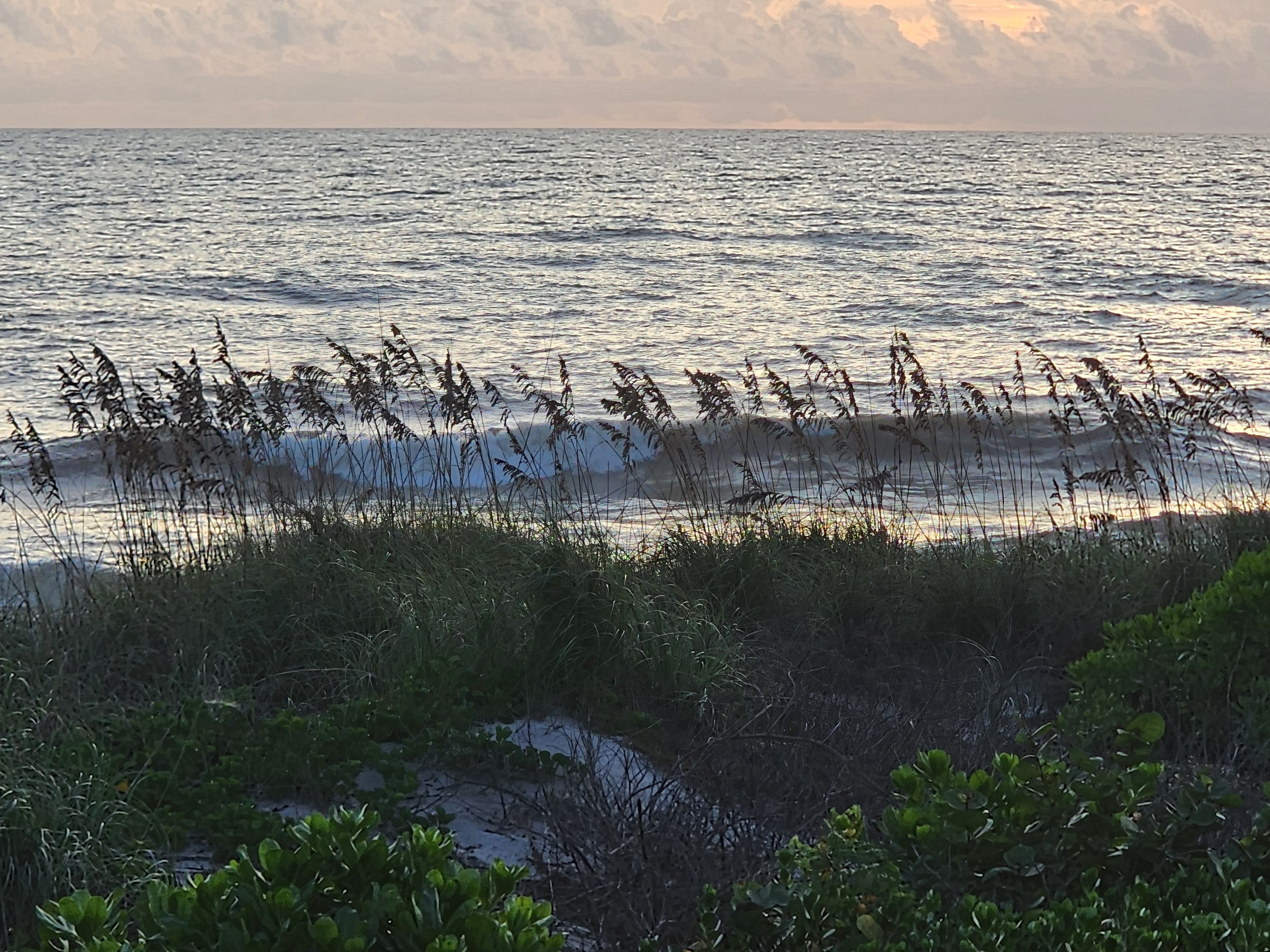 Sea oats silhouetted against a breaking wave with silvery, wind-textured water behind