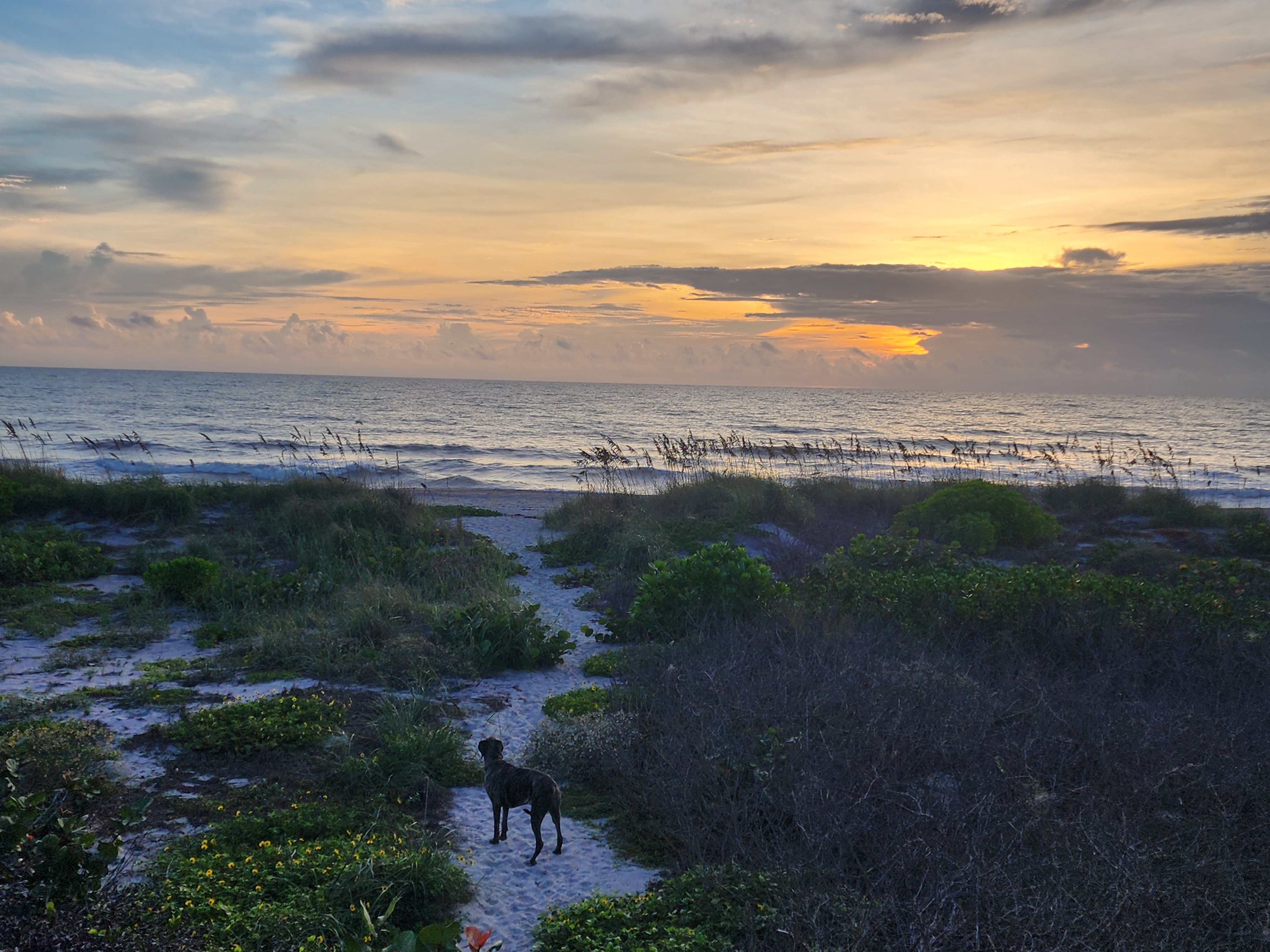 Athena standing on the sandy dune path looking out at a golden sunrise over the ocean