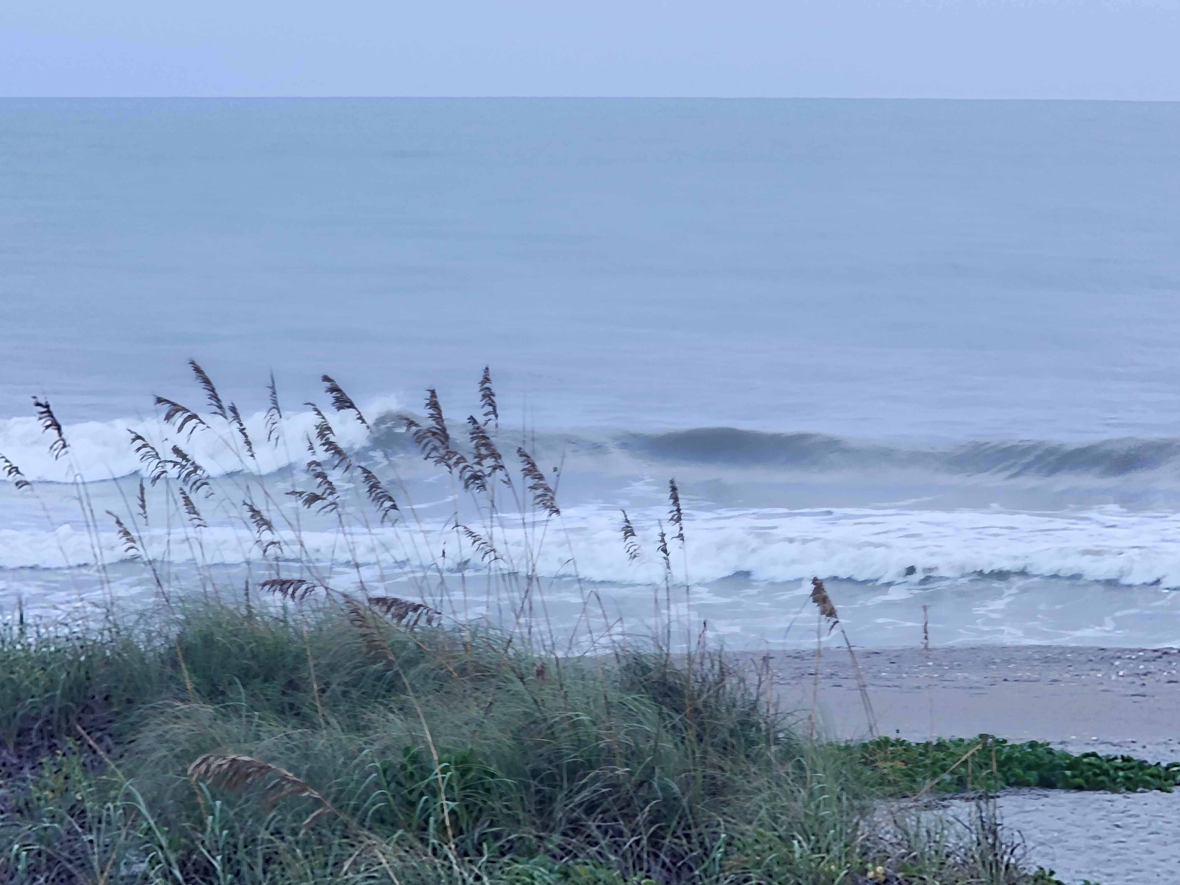 A small clean wave breaking through the inside behind wind-blown sea oats on a gray overcast morning