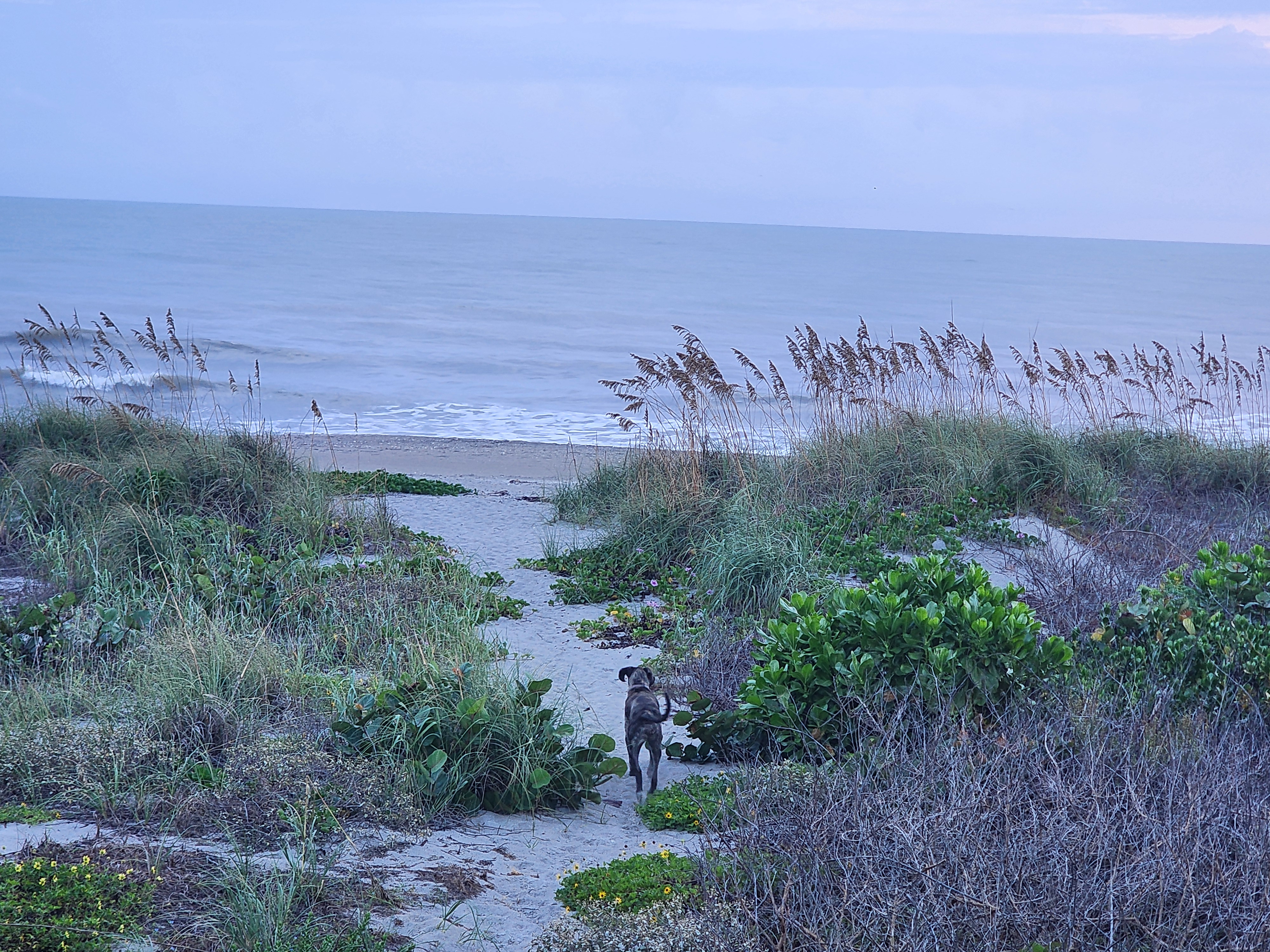 Athena trotting down the sandy dune path toward a calm, pale blue ocean
