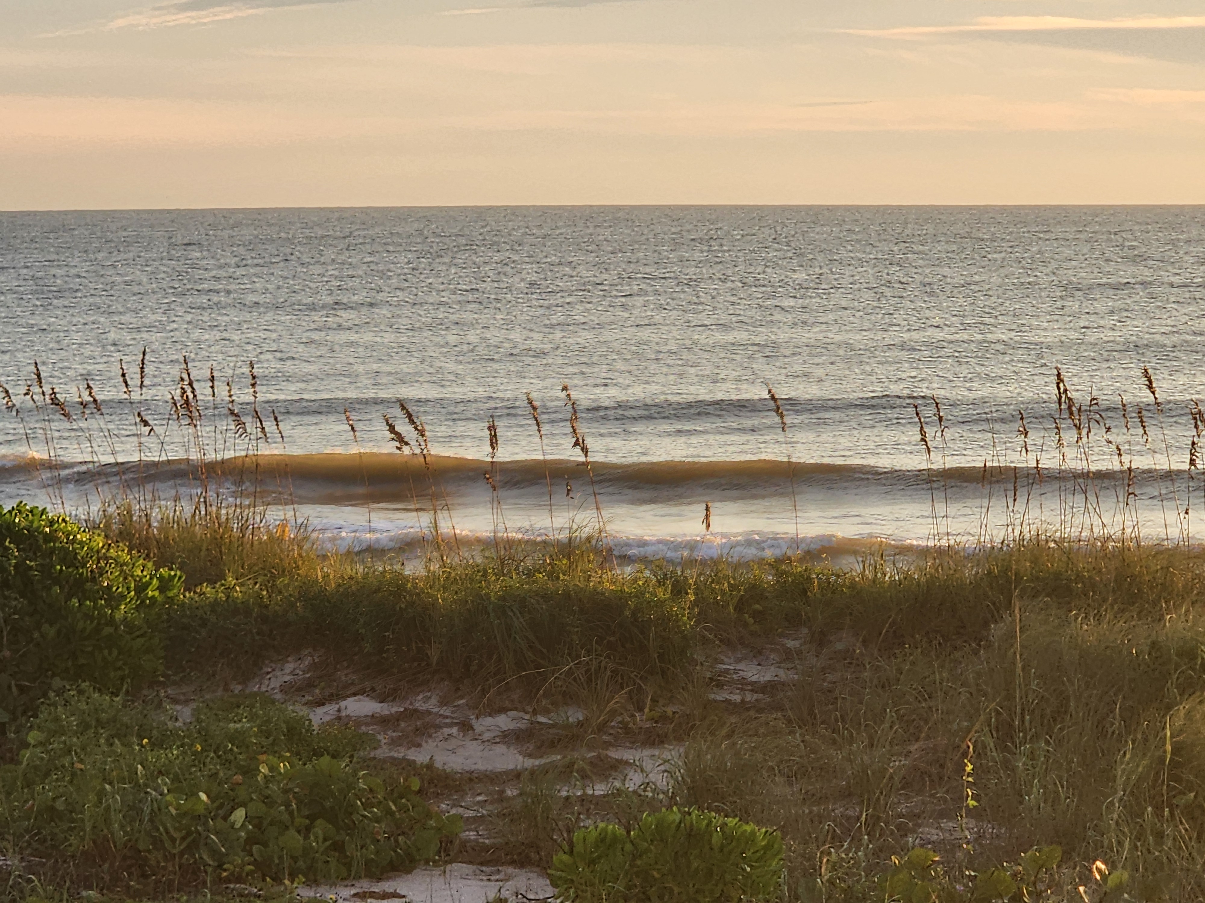 A small, smooth wave lit gold by the sunrise, framed by sea oats along the dune