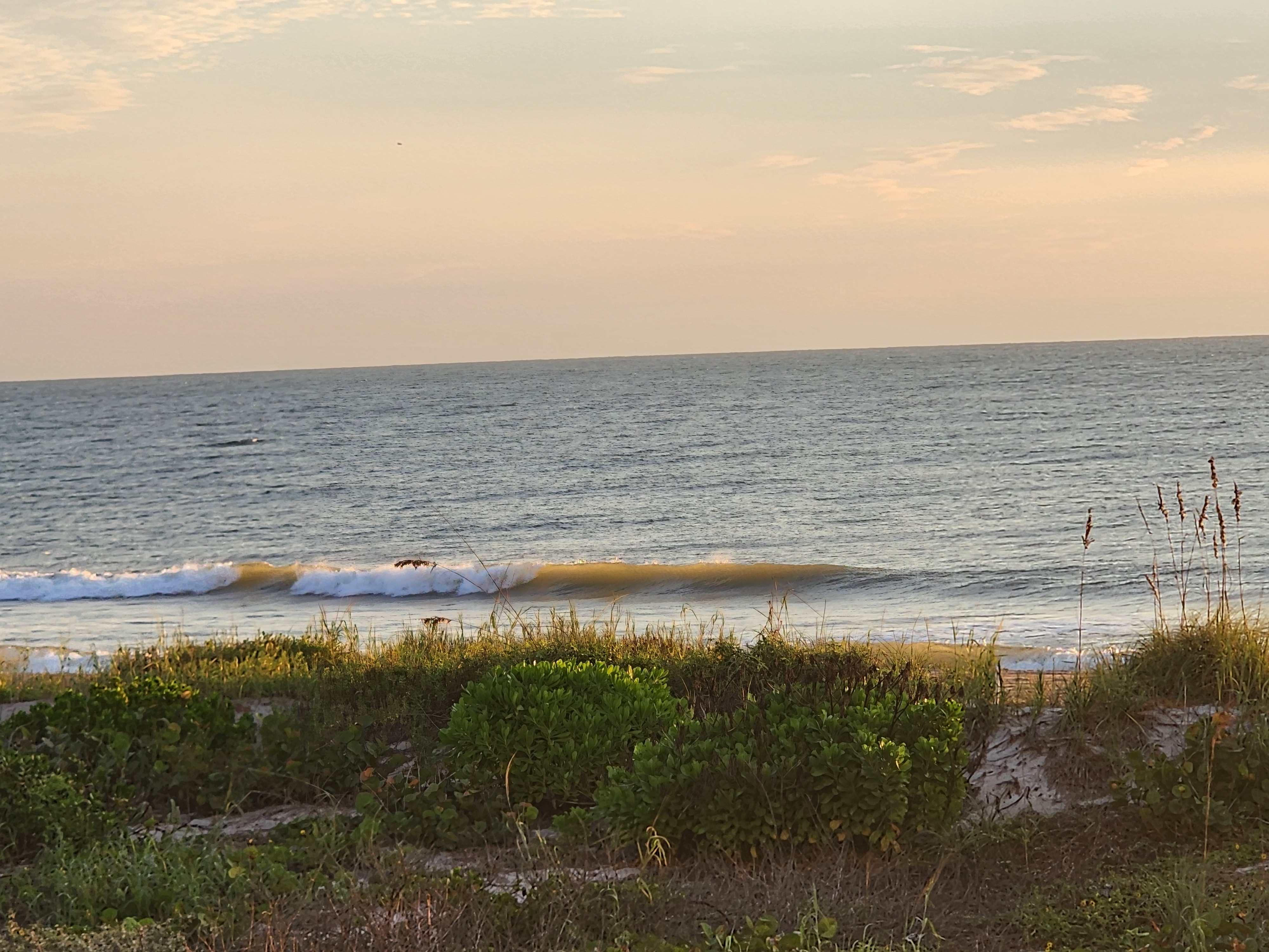 A clean little line peeling down the beach in golden morning light behind sea grape and dune greenery