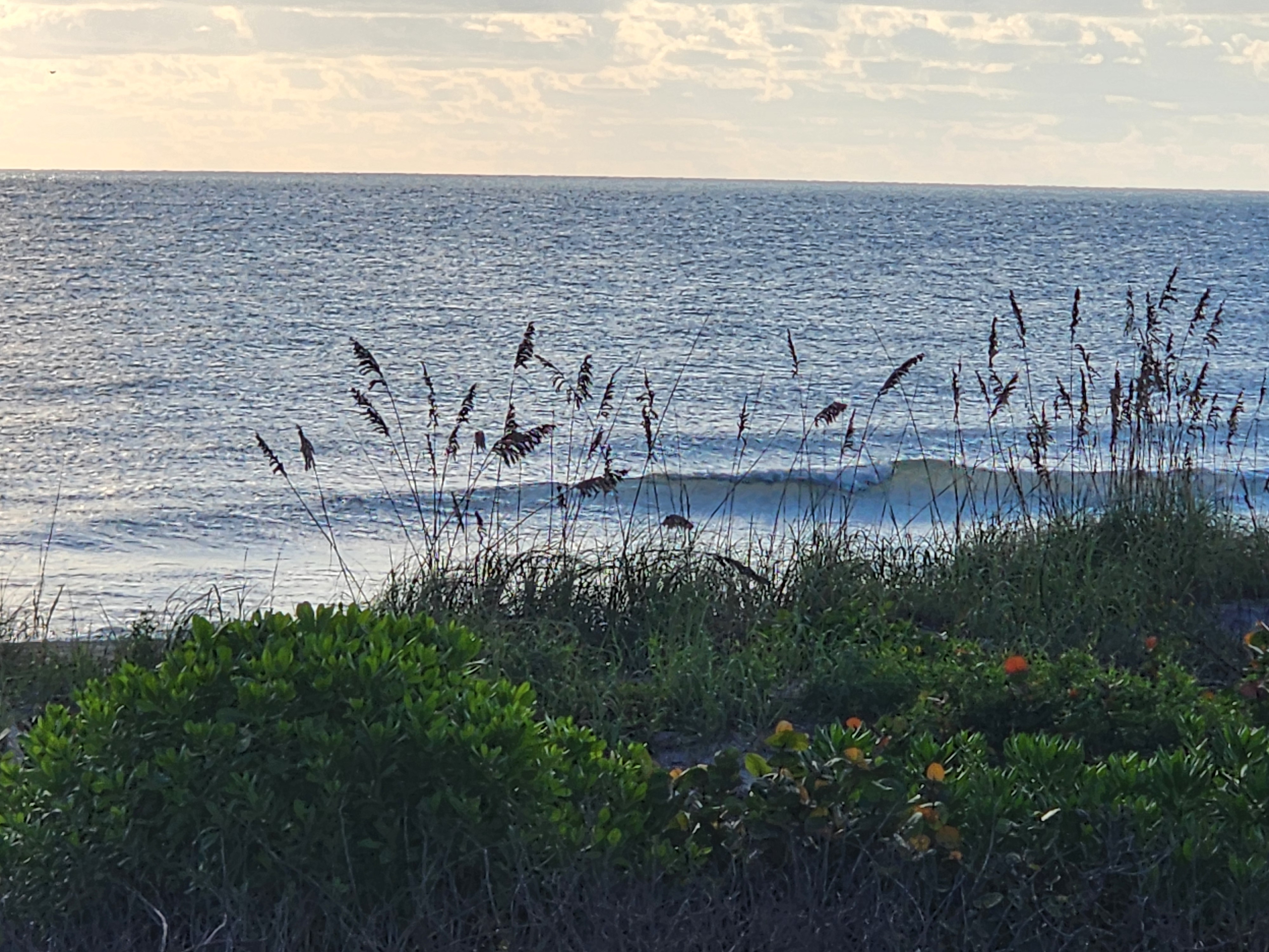 Telephoto through silhouetted sea oats of a small wave peeling across glassy, sun-glinted water