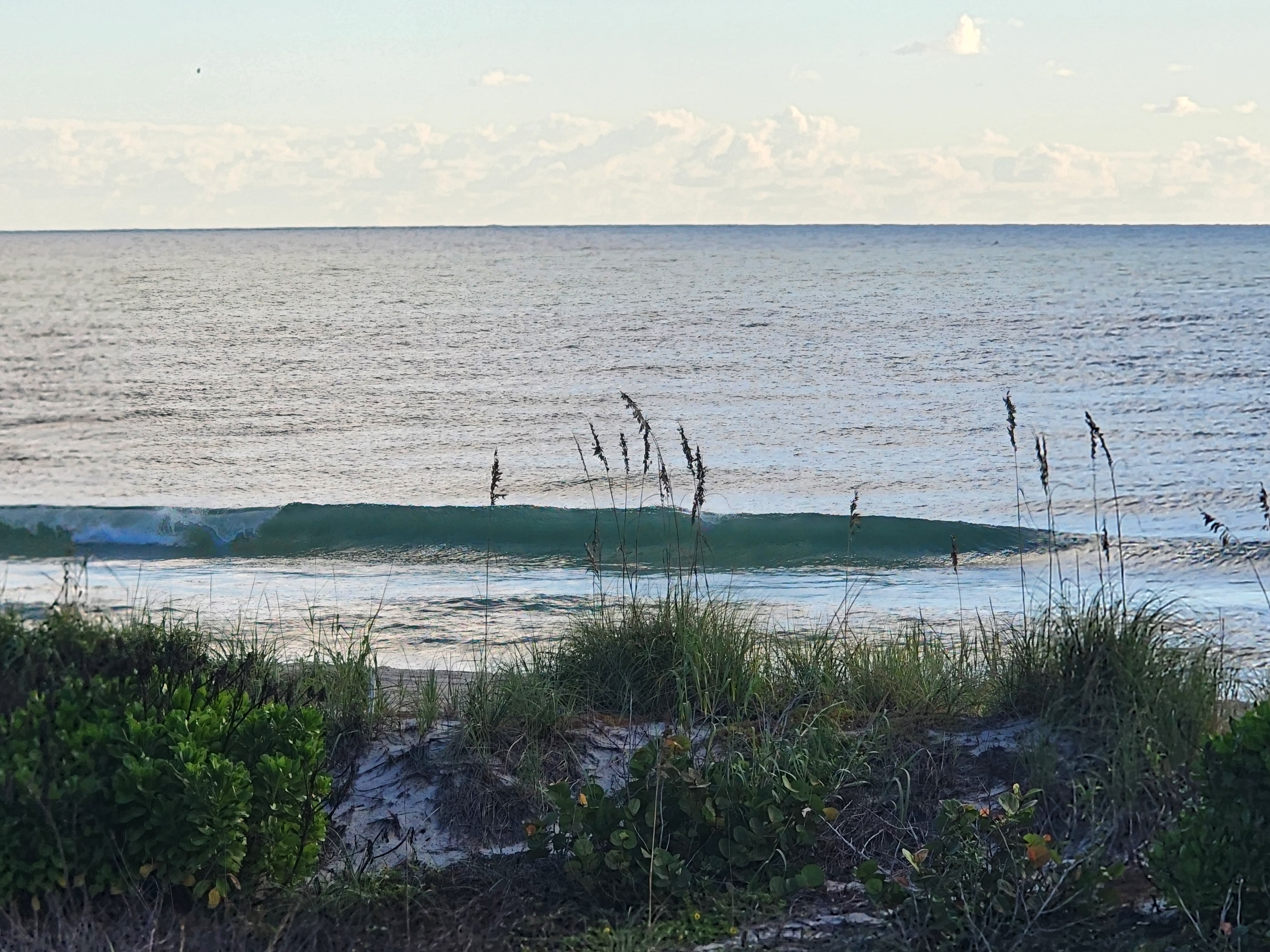 Clean waist-high line feathering and breaking left to right beyond the sea oats and dune grass
