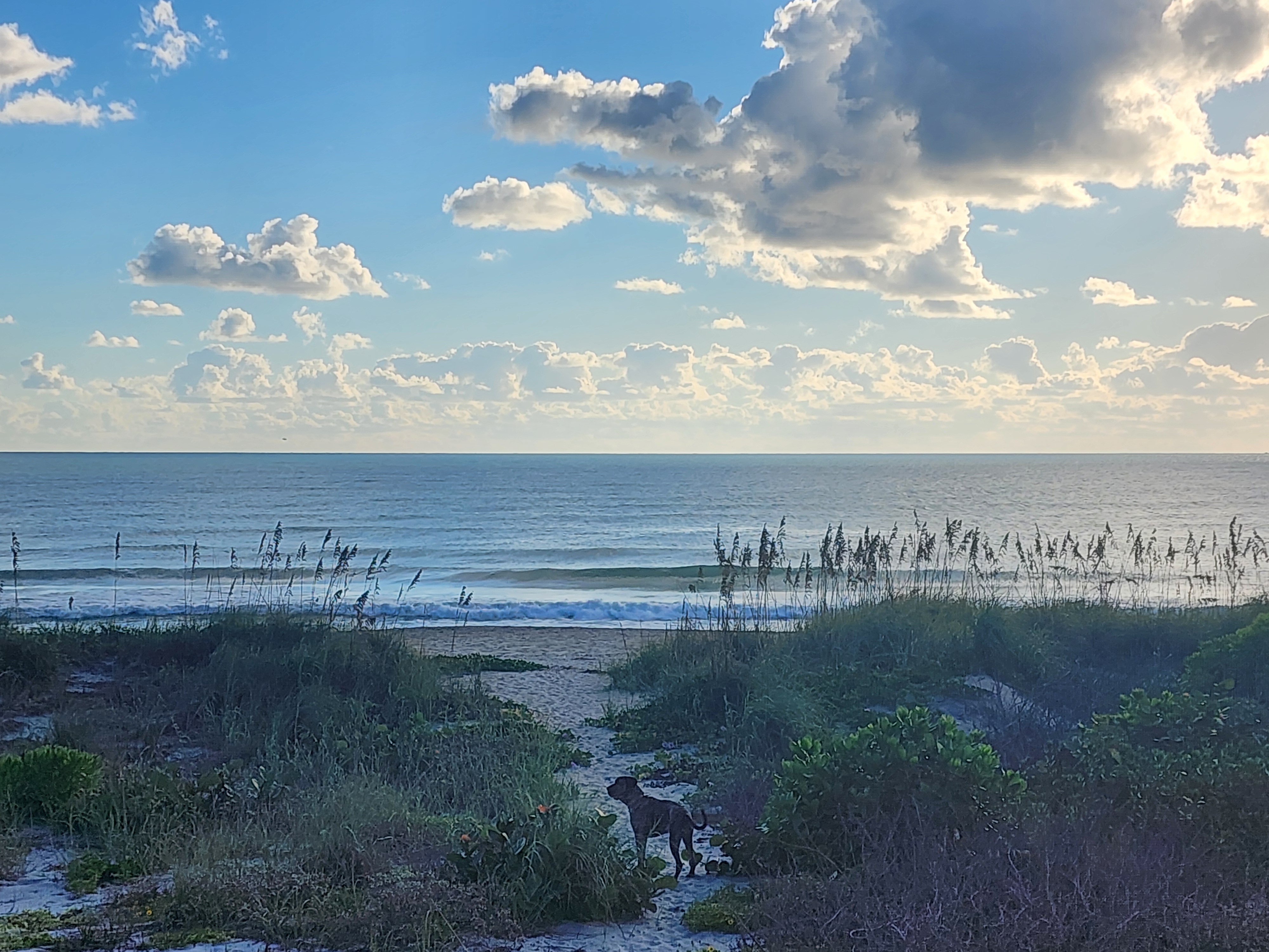Glassy green wave with a long, smooth shoulder rolling in behind sea oats, calm ocean to the horizon