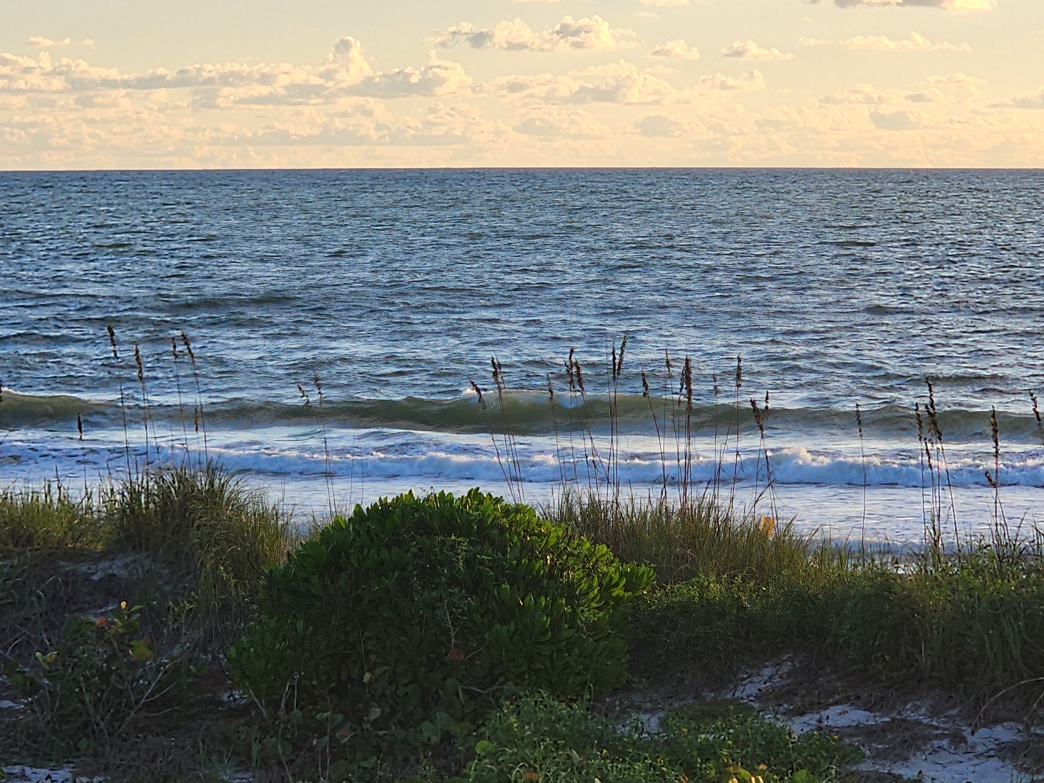 Knee-high wave curling past sea oats and a rounded dune shrub in soft morning light