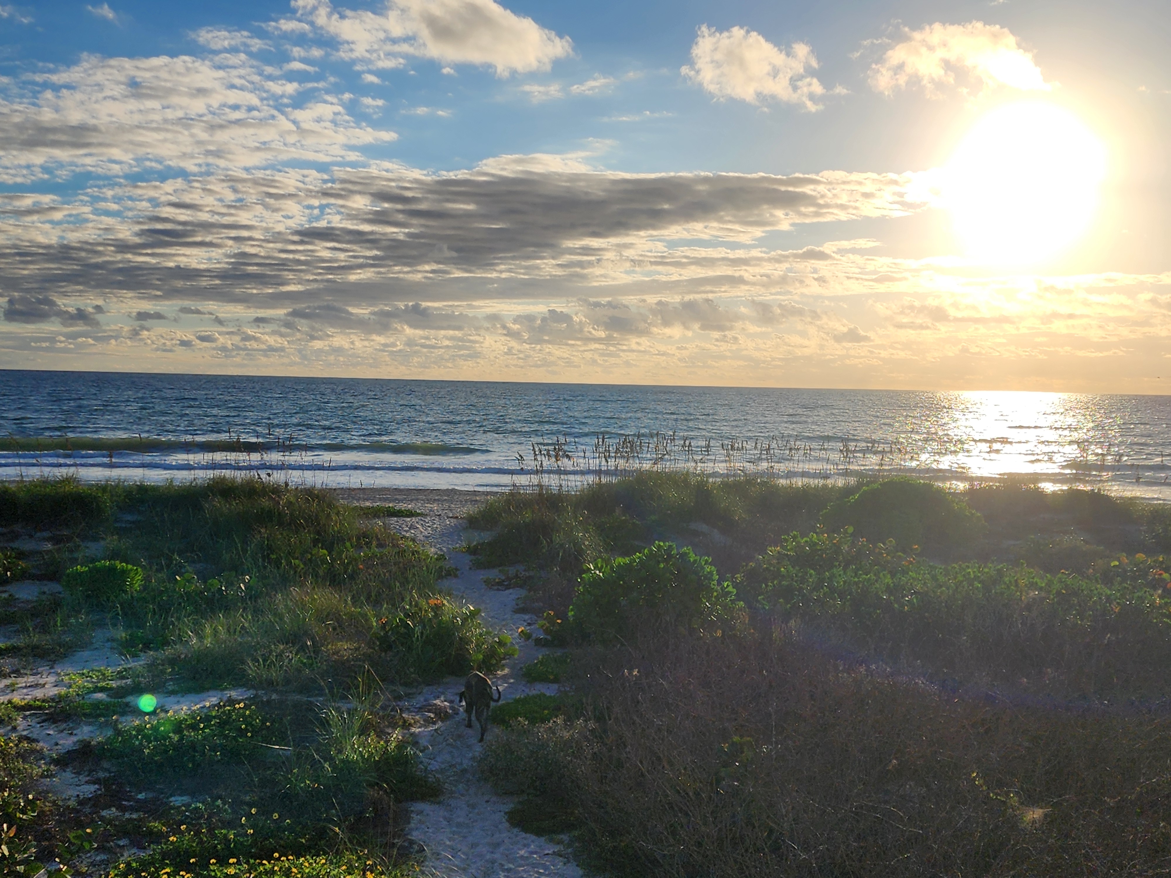 Dog trotting down the sandy dune path toward the water with the morning sun glaring off the ocean