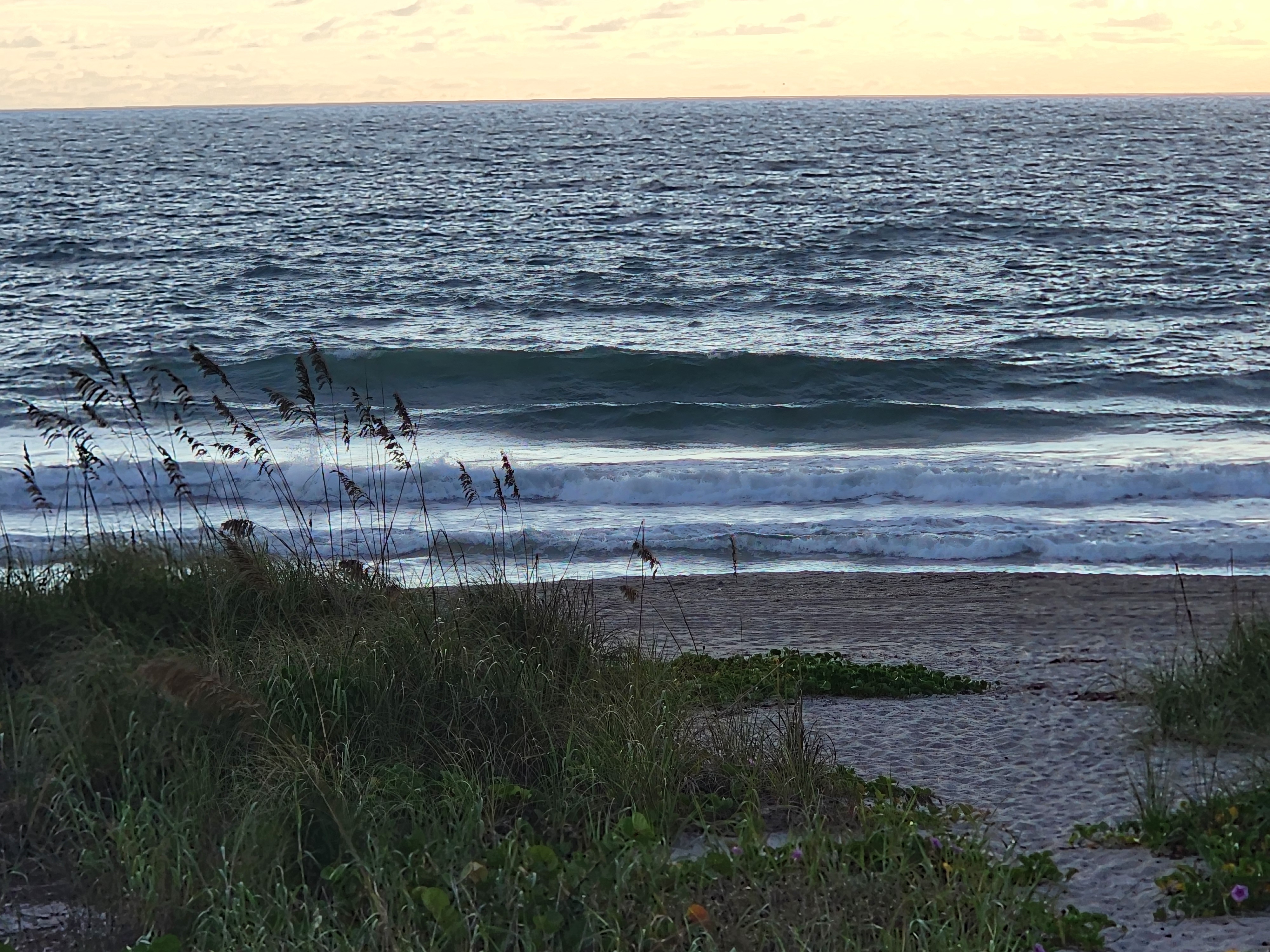 Lines of 1-3 foot waves stacking up through wind chop behind silhouetted sea oats at low tide