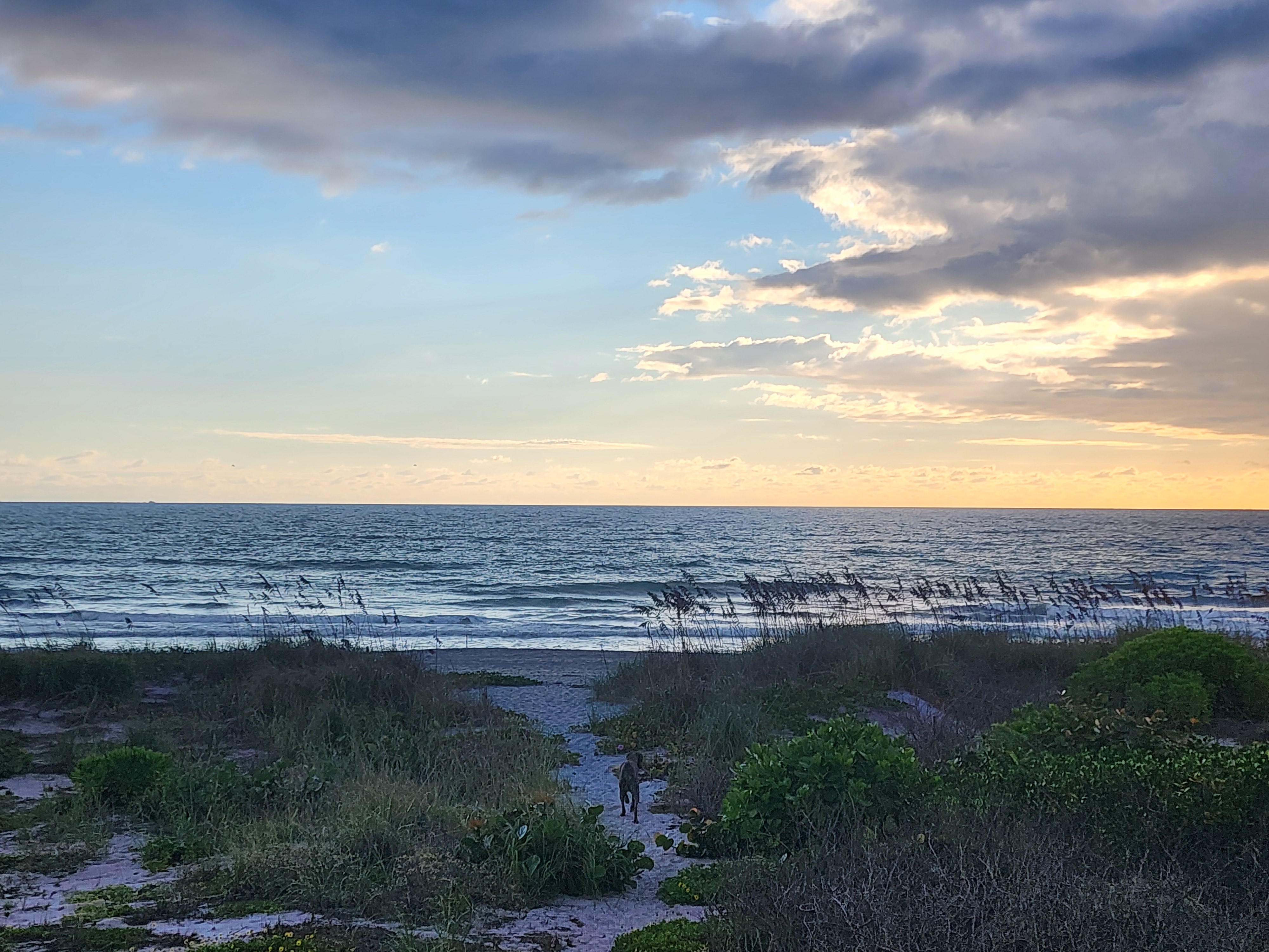 Dog trotting down the sandy dune path toward the ocean under dramatic gray and gold clouds