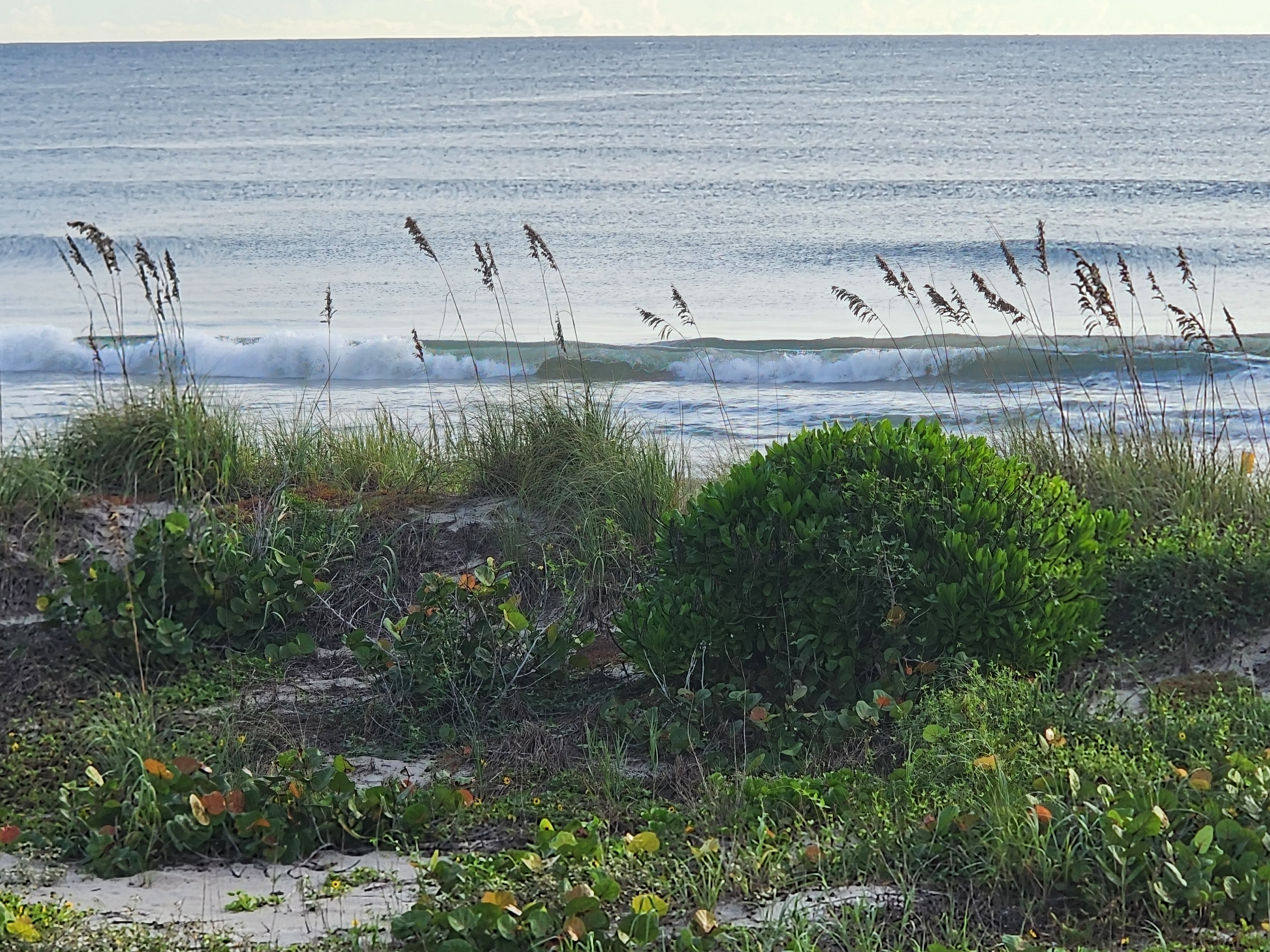Small wave breaking white along the bar, framed by sea oats swaying over the dune