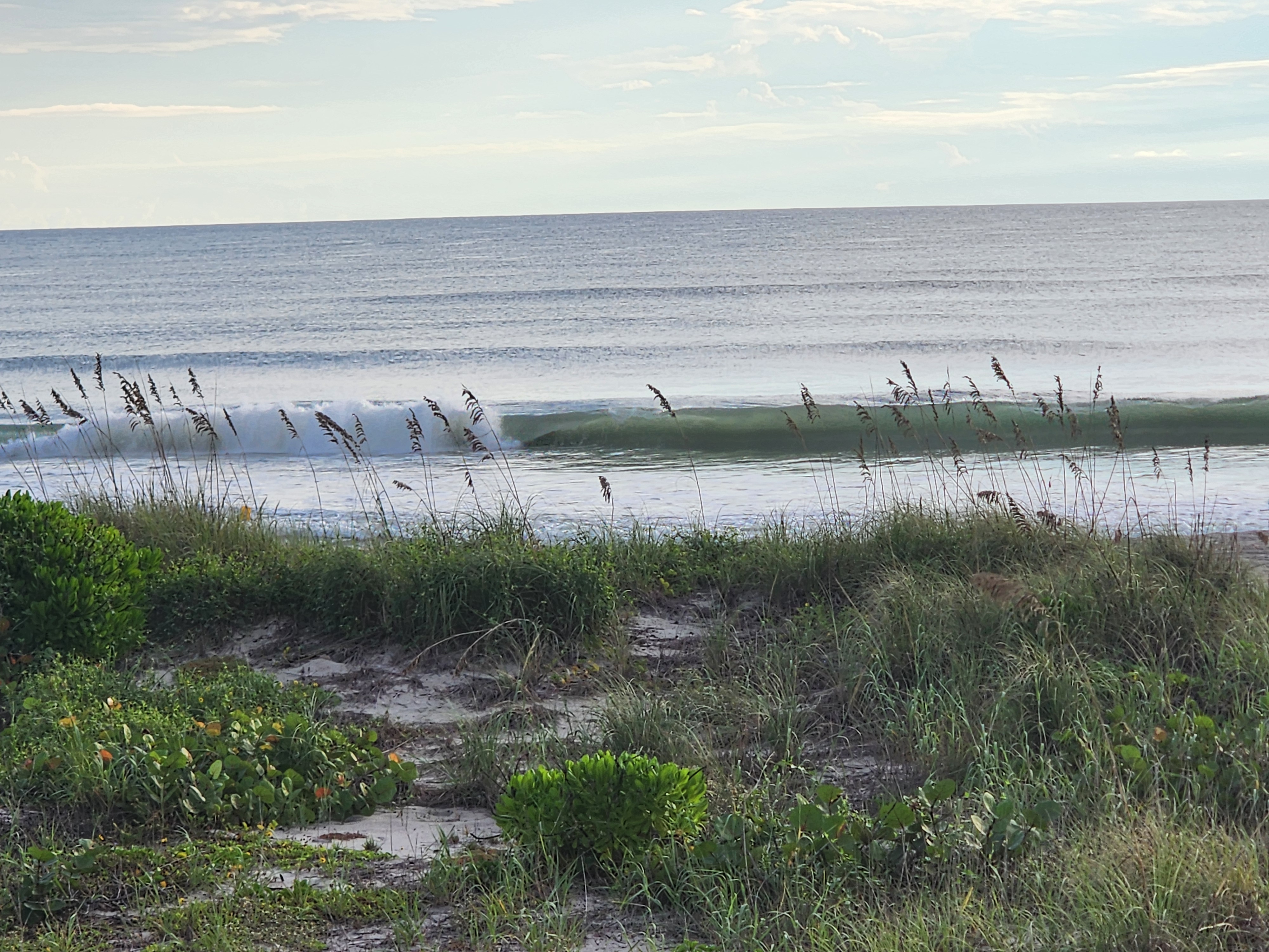 Clean green wall feathering and breaking to the left behind a line of sea oats