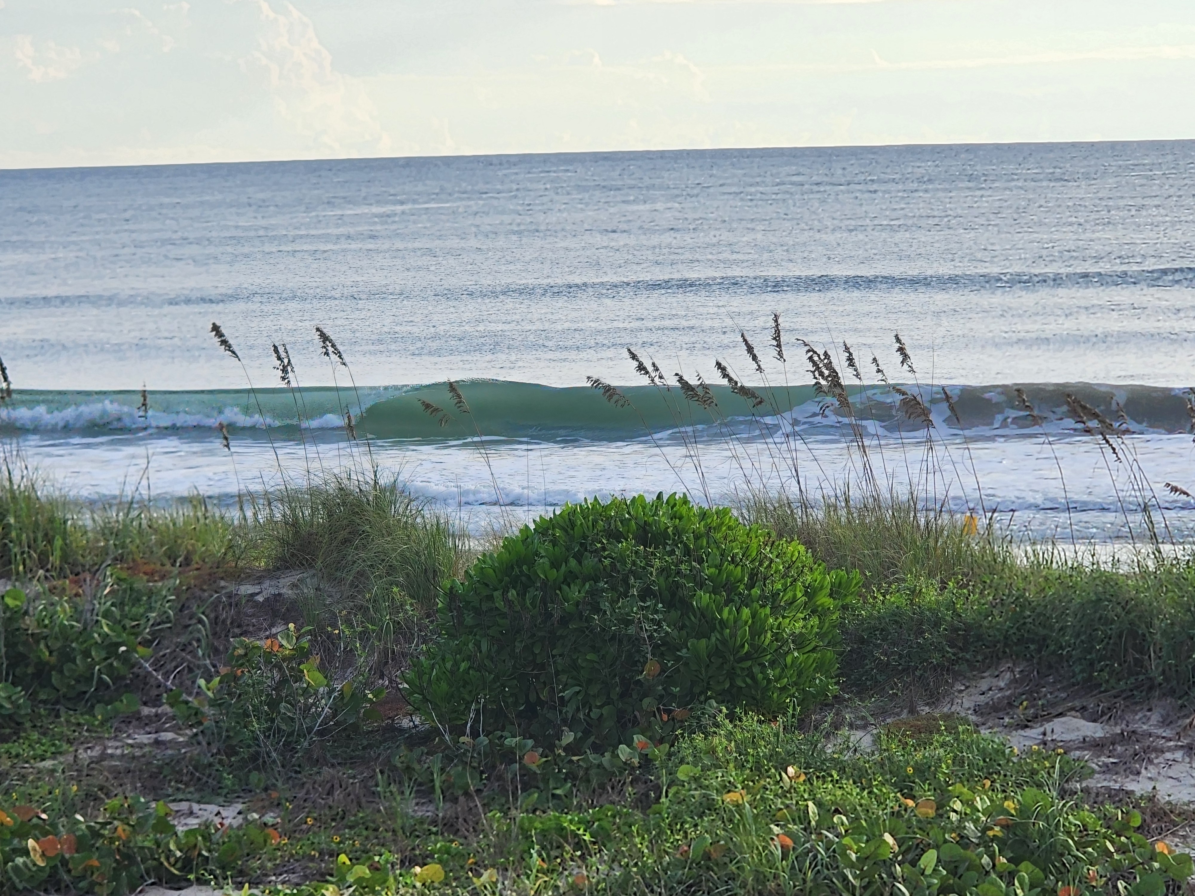 Glassy lip curling over a green face with sea oats and a round dune shrub in the foreground