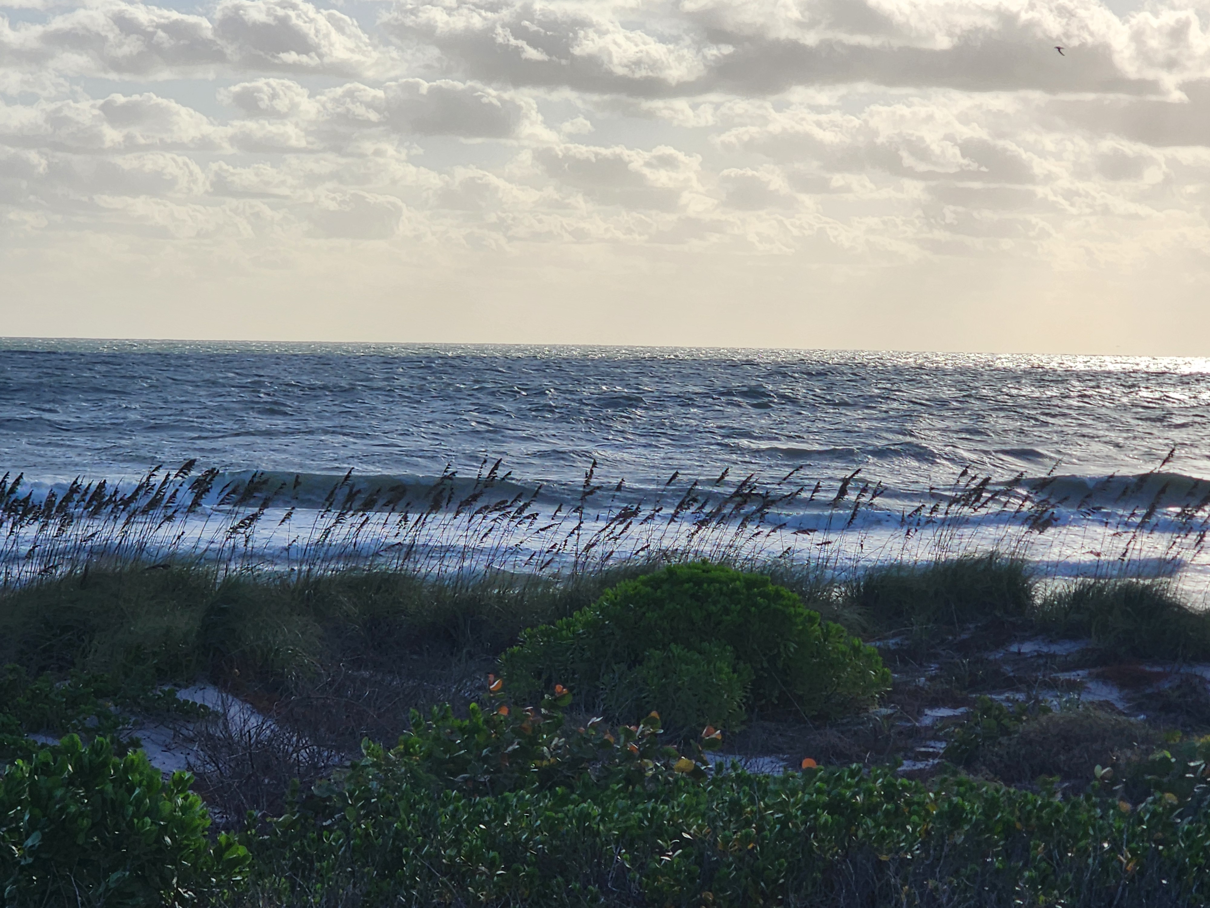 Sea oats bent hard by the wind in silhouette against a churning, silver-gray ocean and puffy clouds