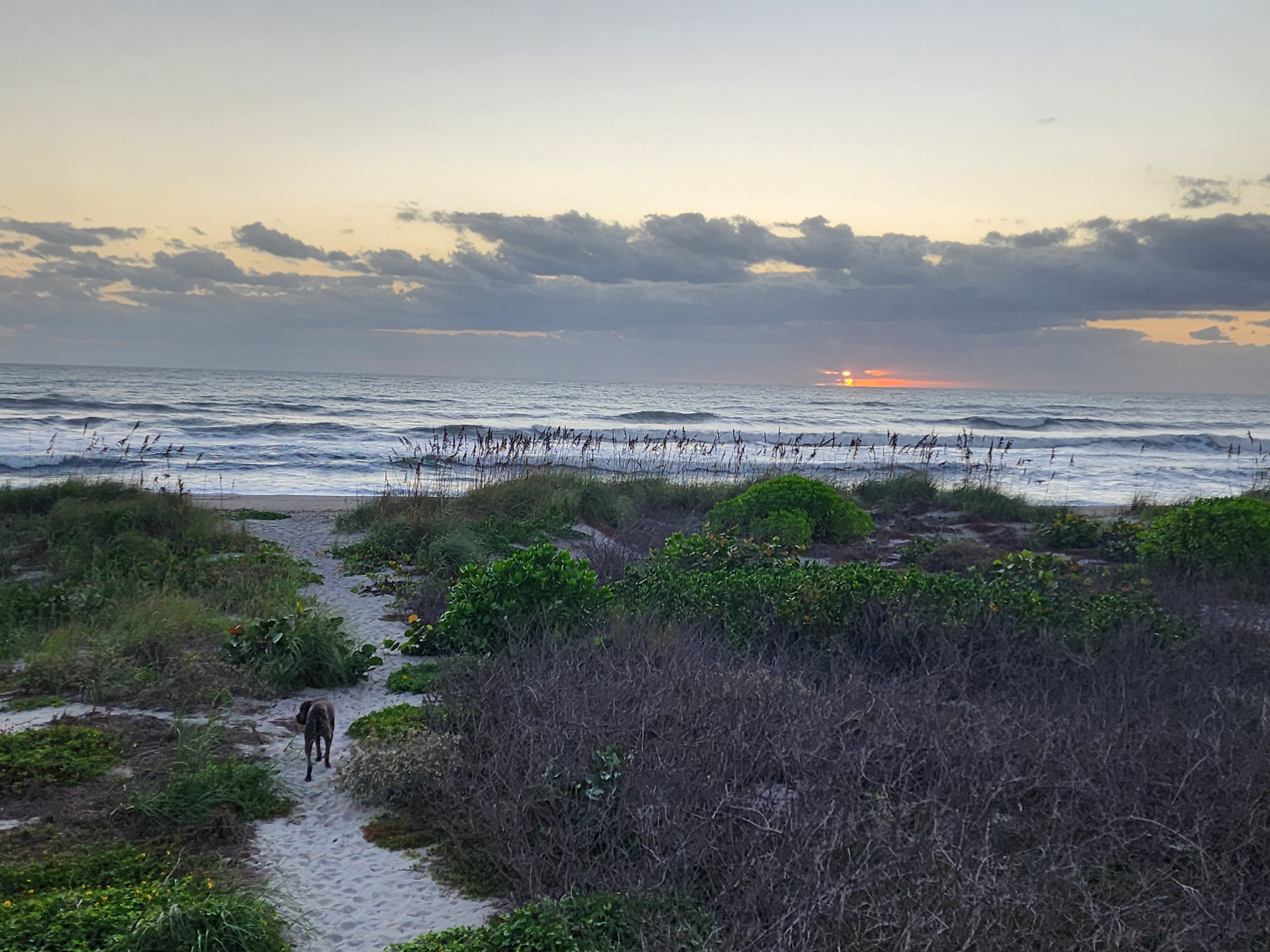 Athena trotting down a sandy dune path through sea grapes, bay cedar, and tangled dune scrub toward the beach, with the sun breaking out under a long line of dark clouds on the horizon and surf lines rolling in