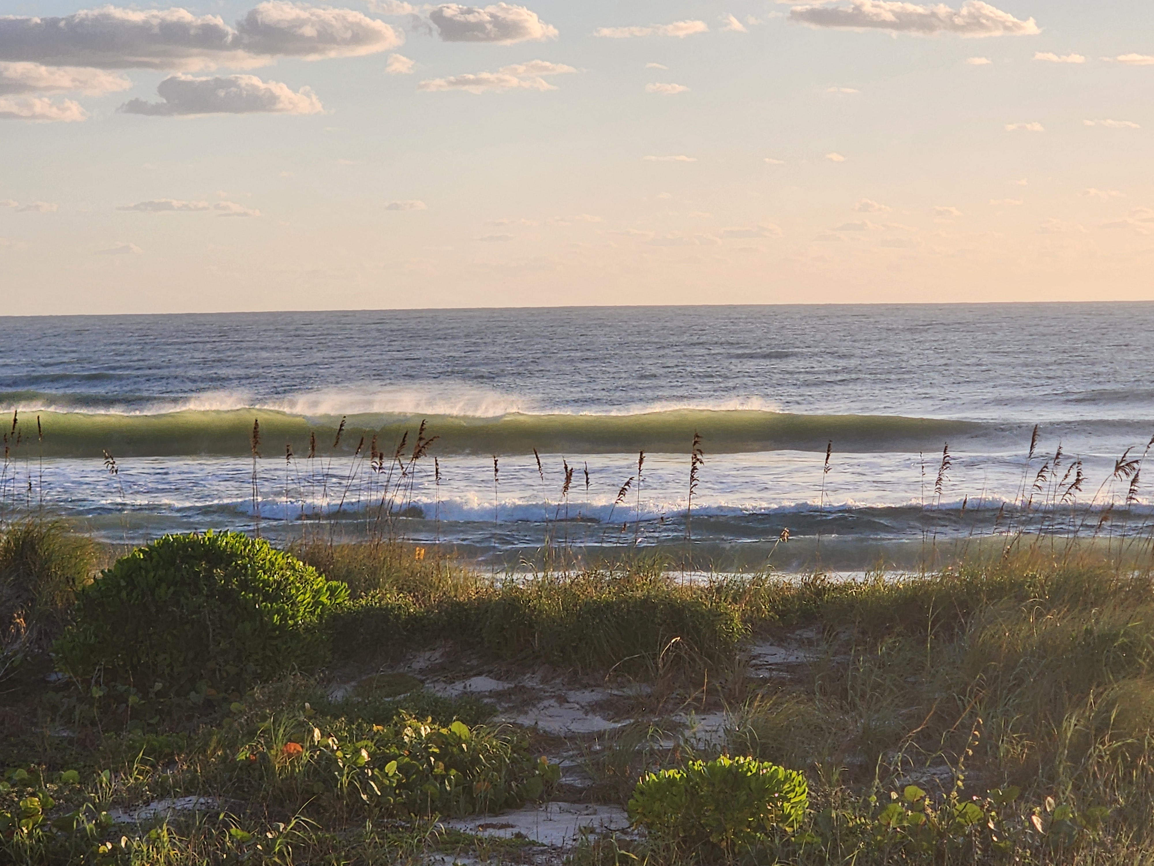 Wind spray blowing off the top of a long green wave behind sea oats and dune plants