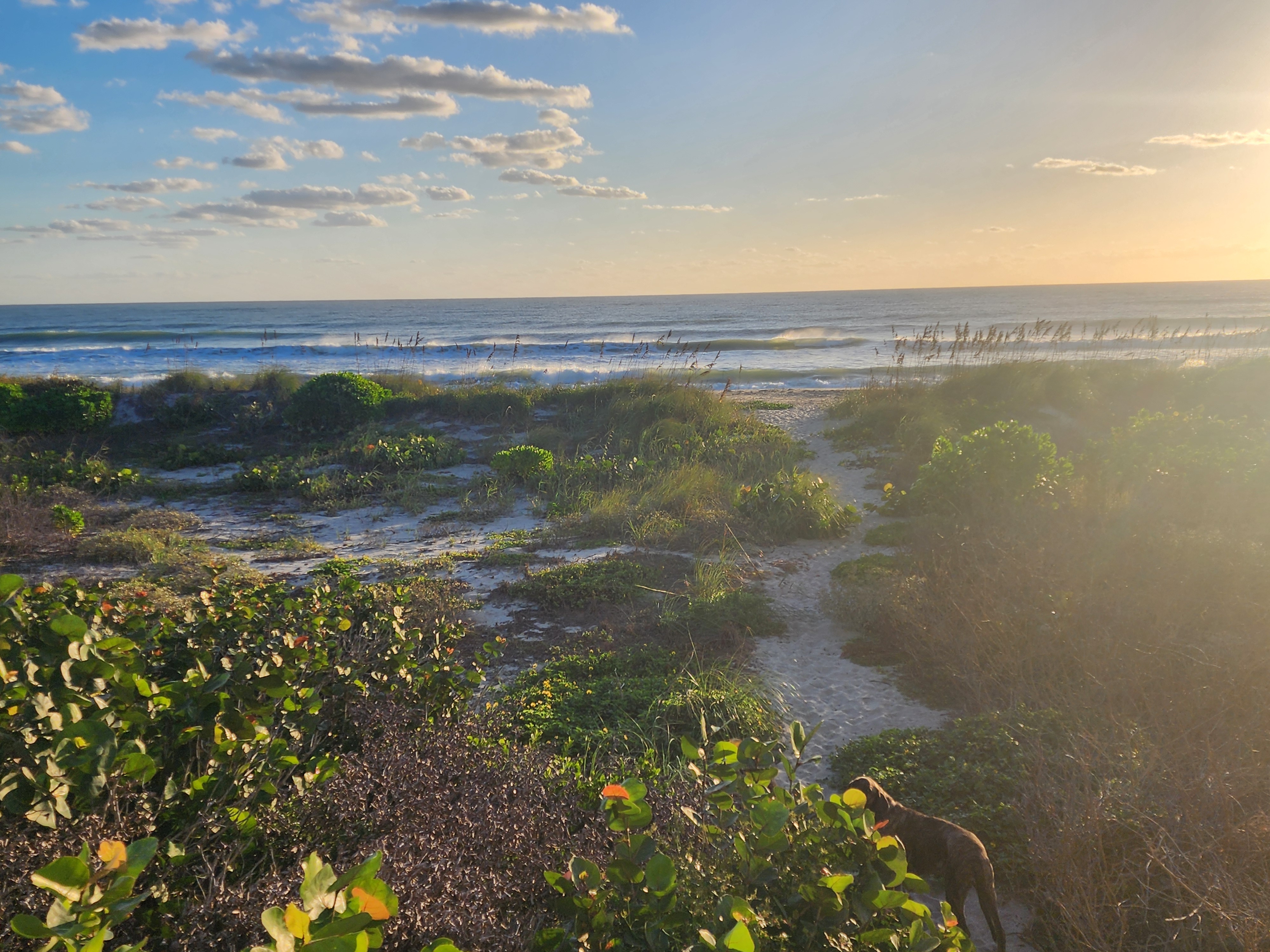 Sunlit dune path leading to the beach with the dog exploring the sea grapes and lines of surf beyond