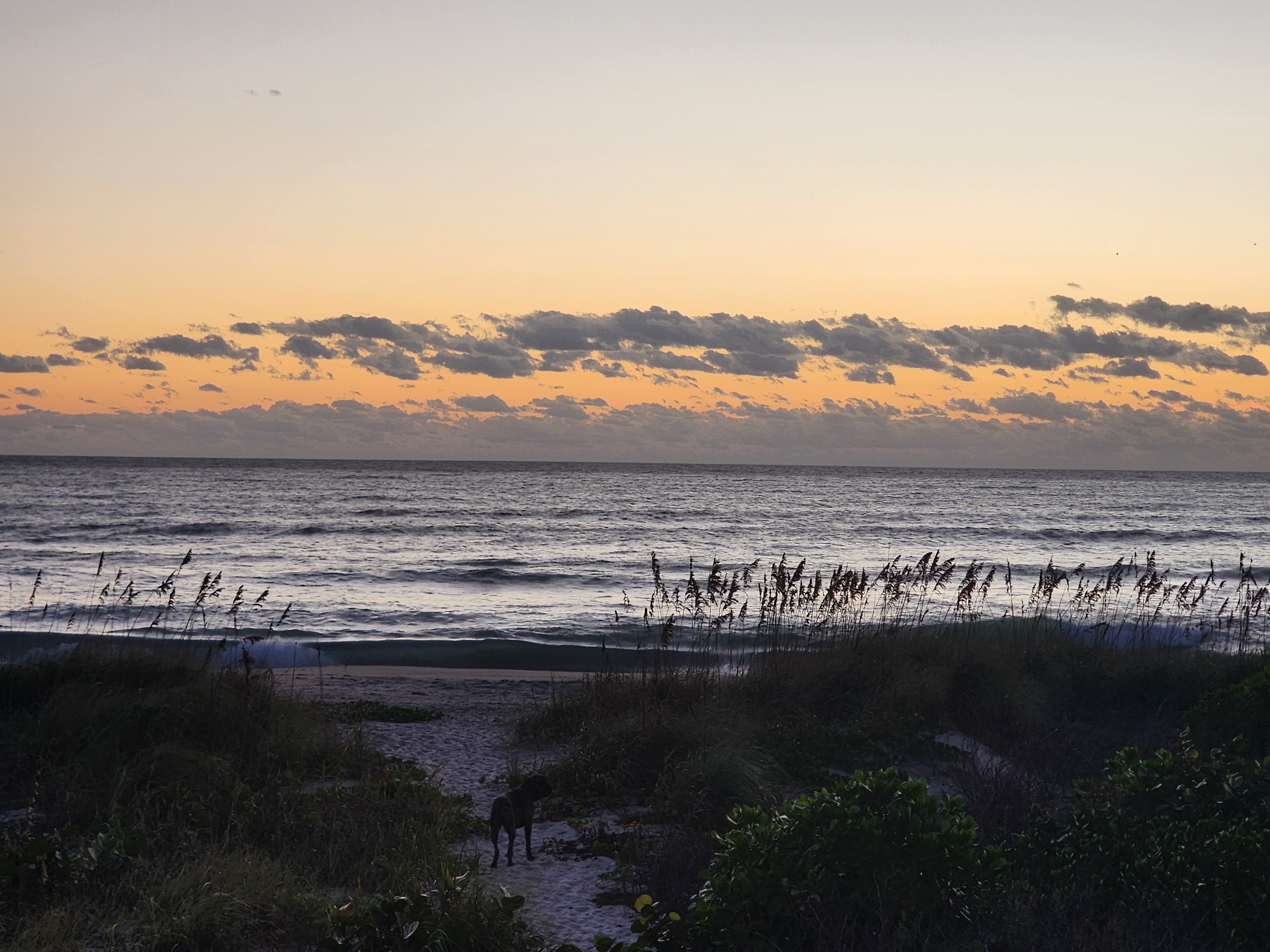 Athena standing on the sandy dune path looking out at the surf under a soft orange sunrise