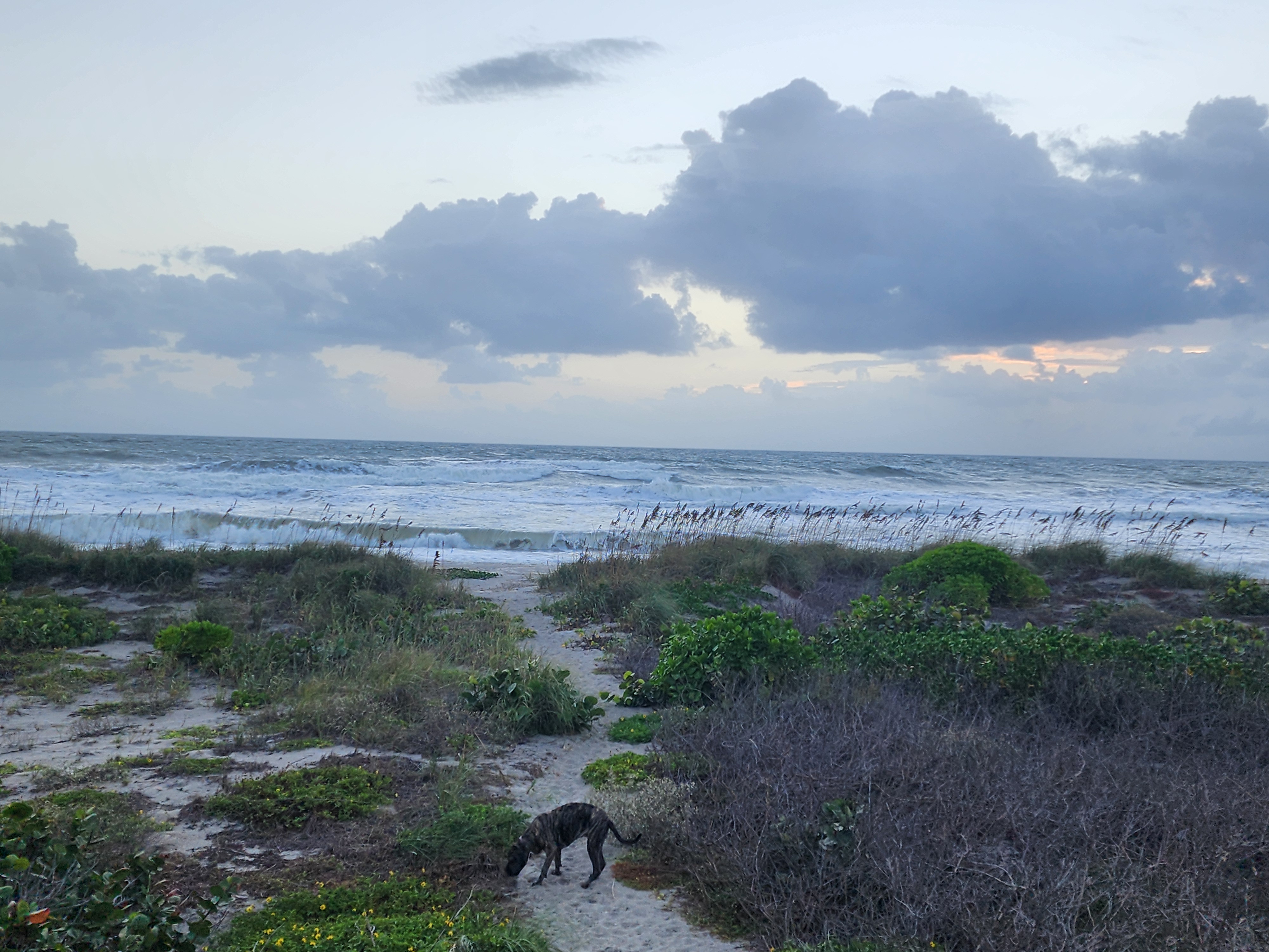Athena sniffing along the dune path with a stormy, whitewater-covered ocean and brooding clouds beyond